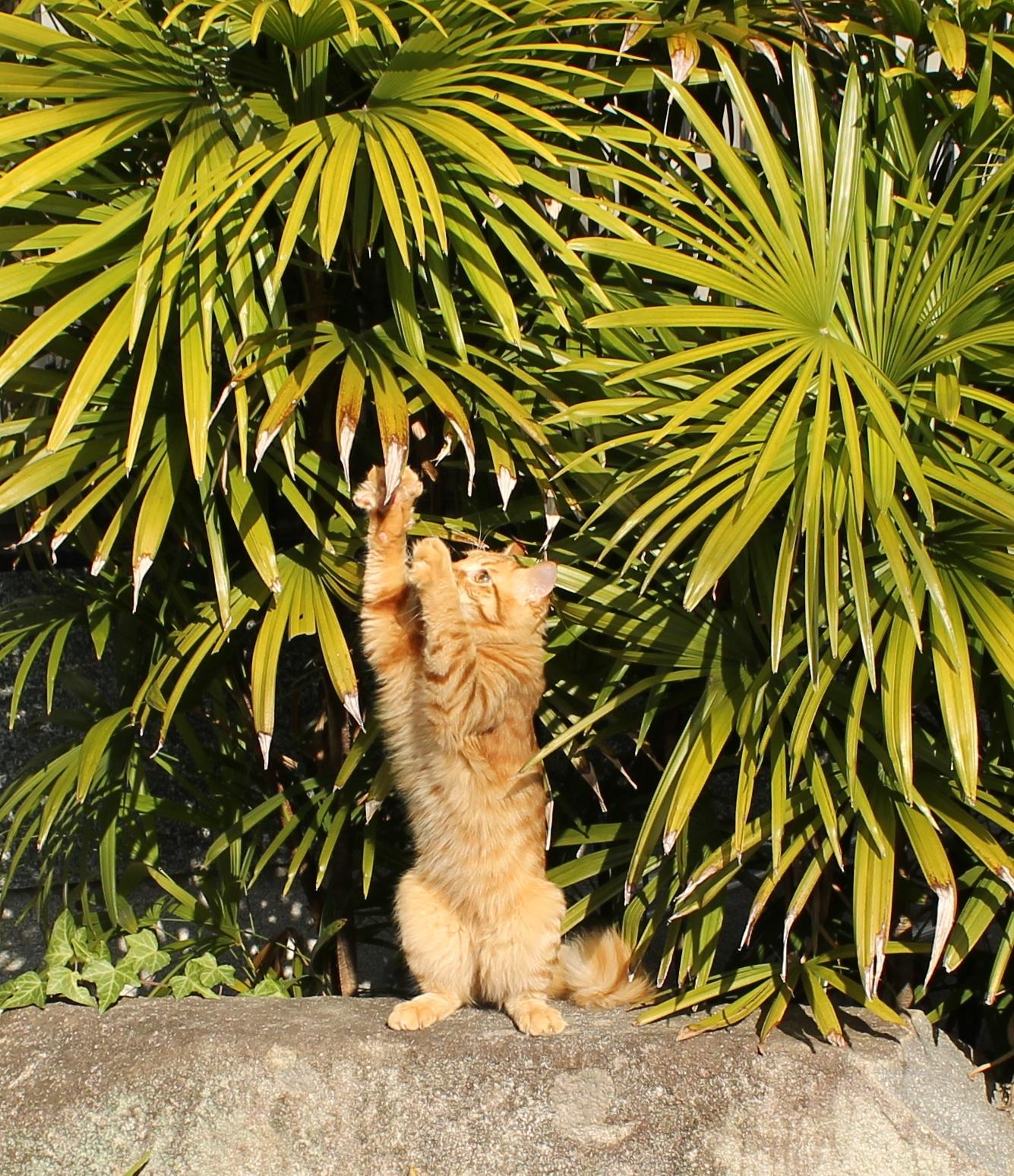 わんにゃんサイトの猫の写真