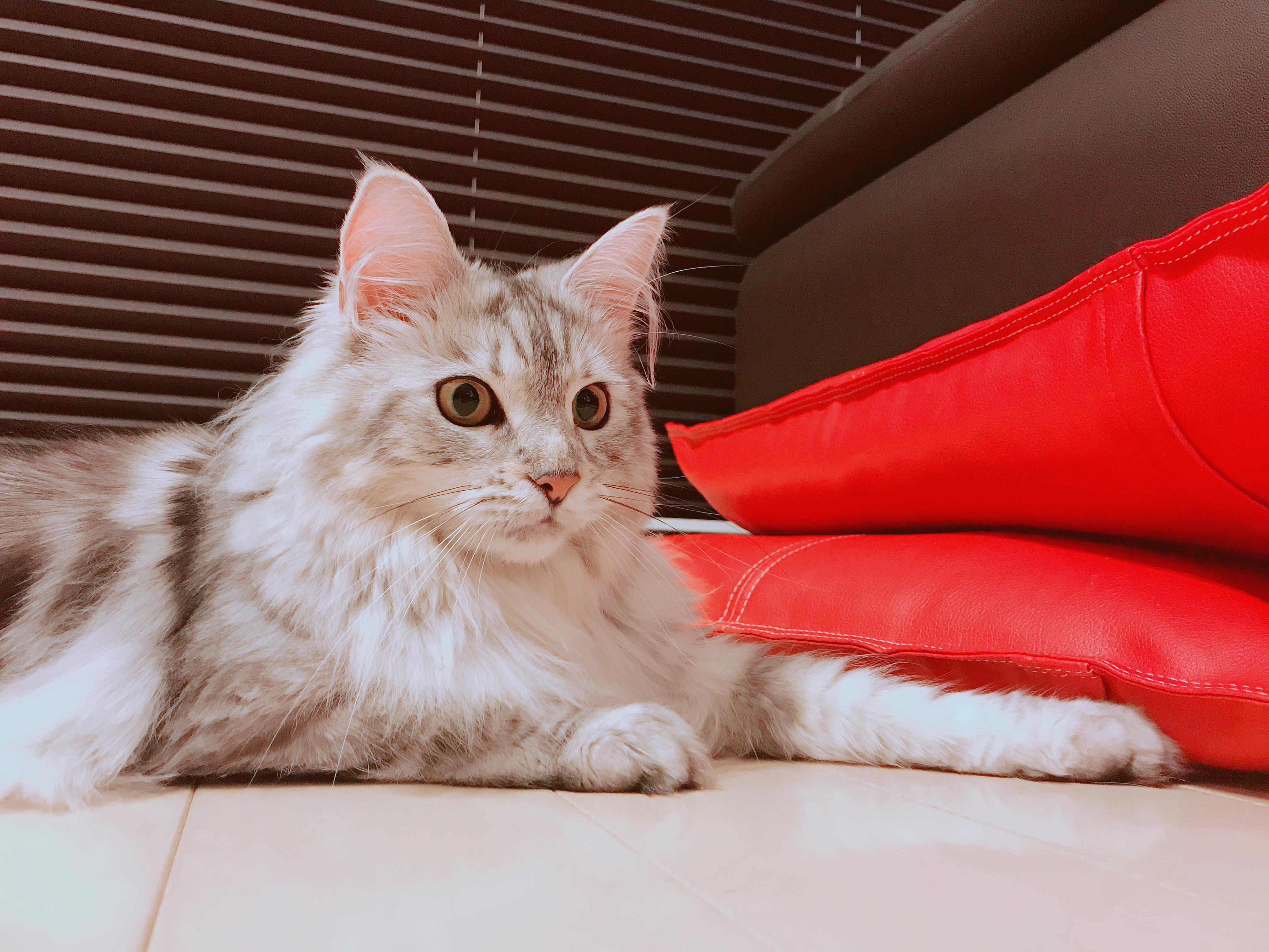 わんにゃんサイトの猫の写真