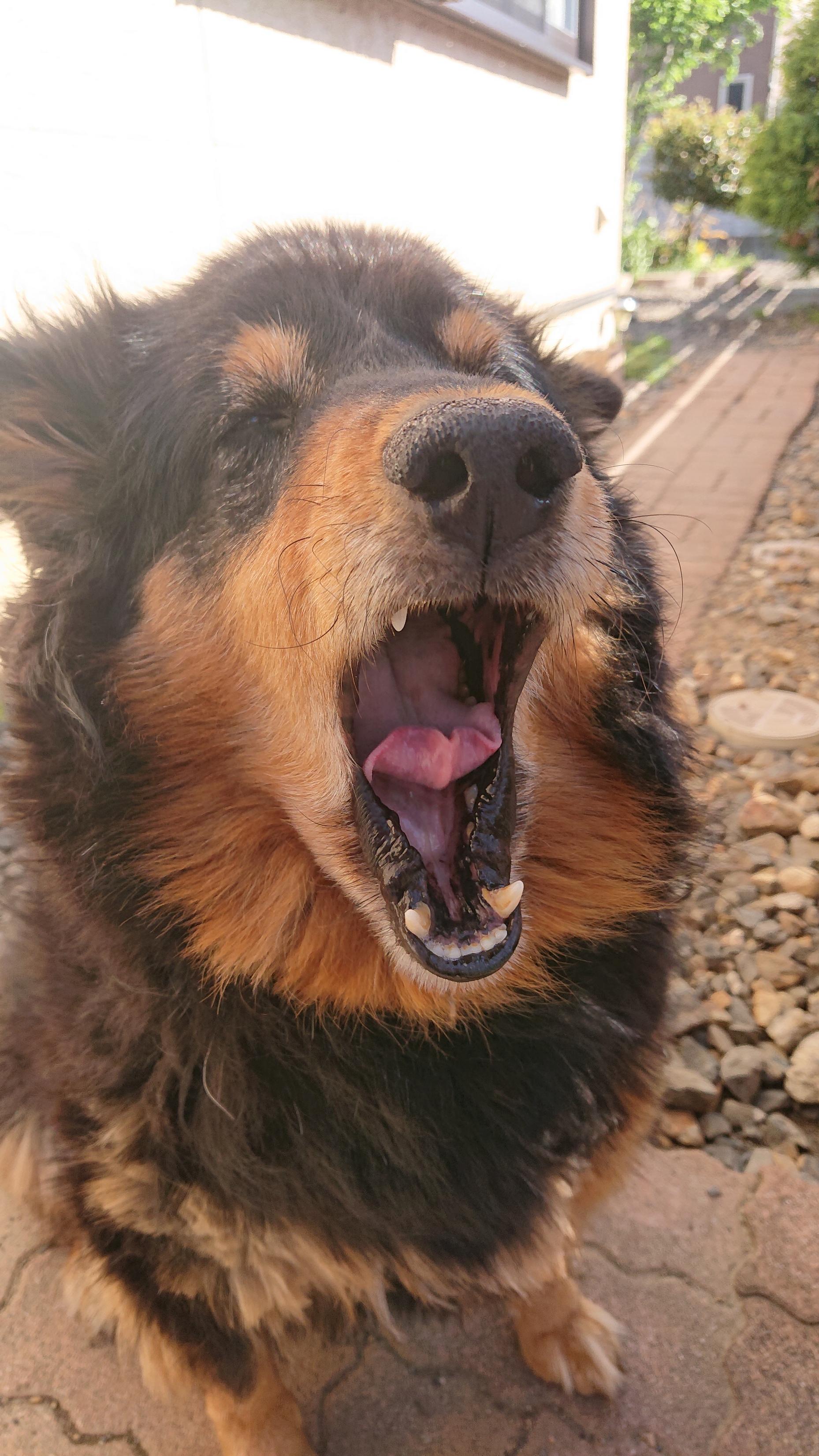 わんにゃんサイトの犬の写真