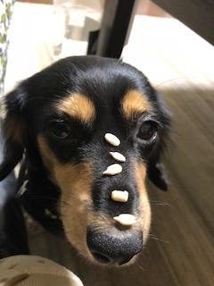 わんにゃんサイトの犬の写真