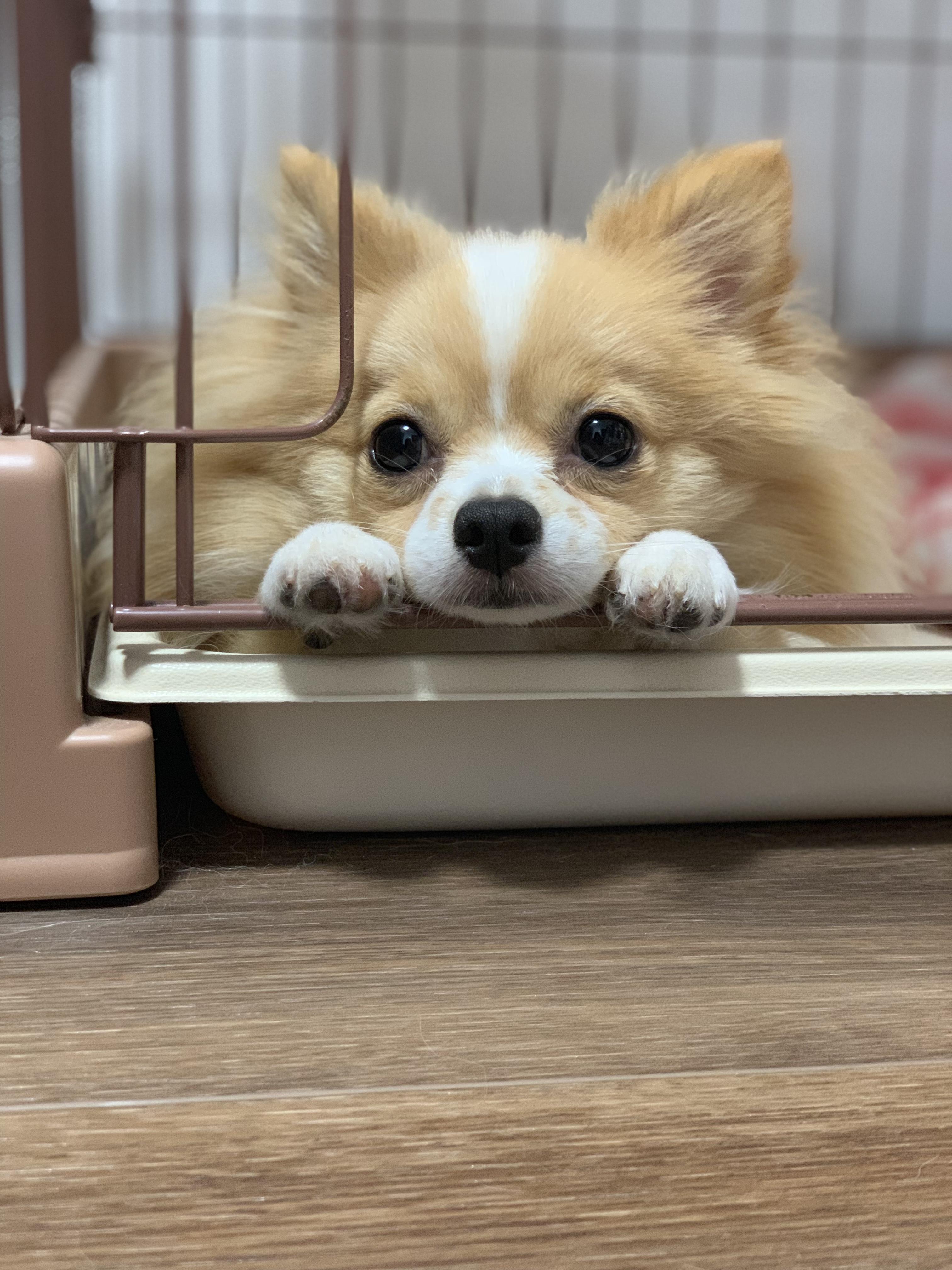 わんにゃんサイトの犬の写真