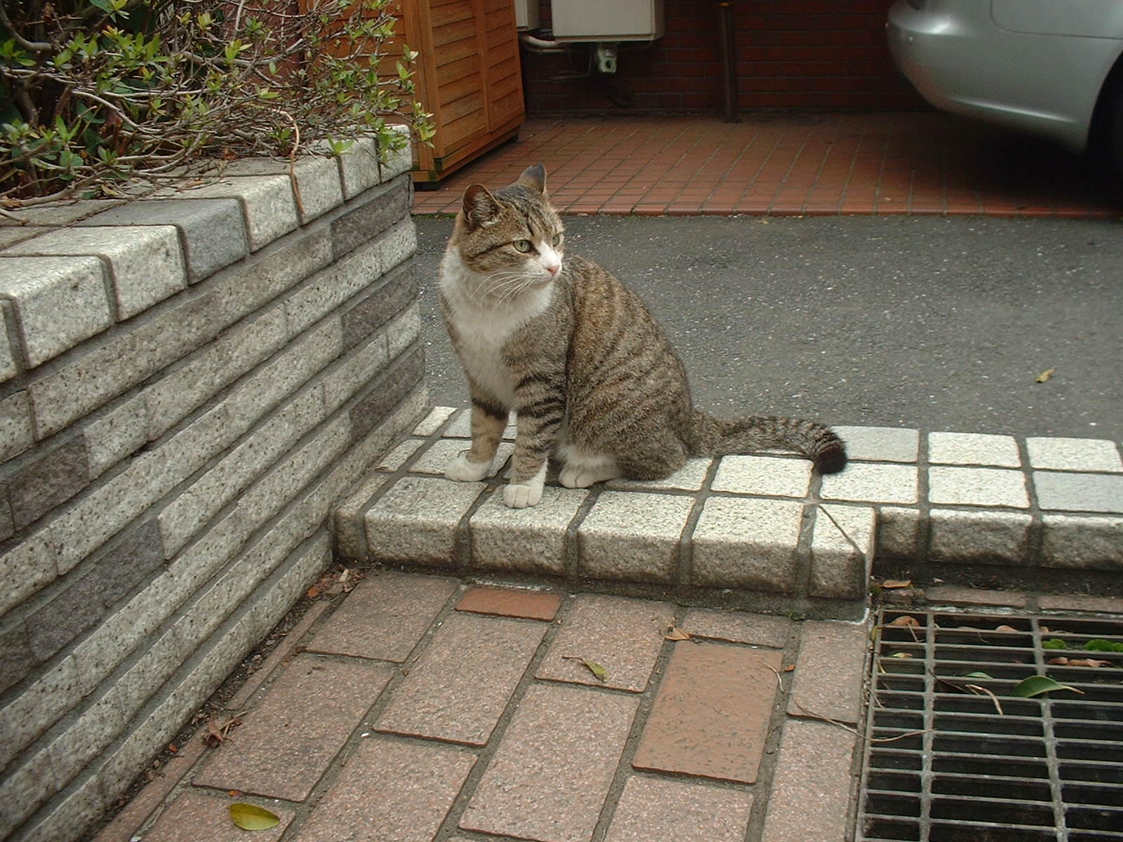 わんにゃんサイトの猫の写真