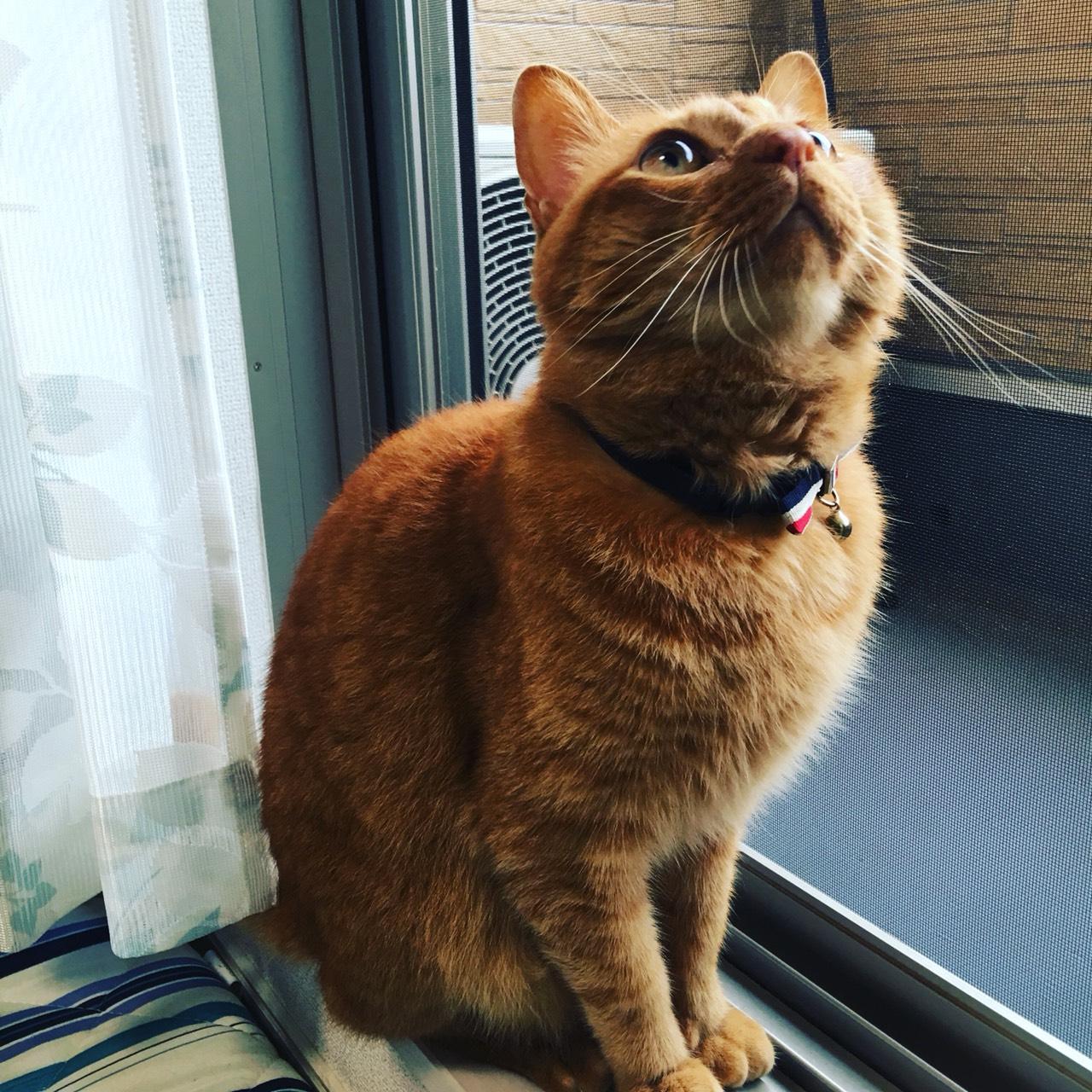 わんにゃんサイトの猫の写真