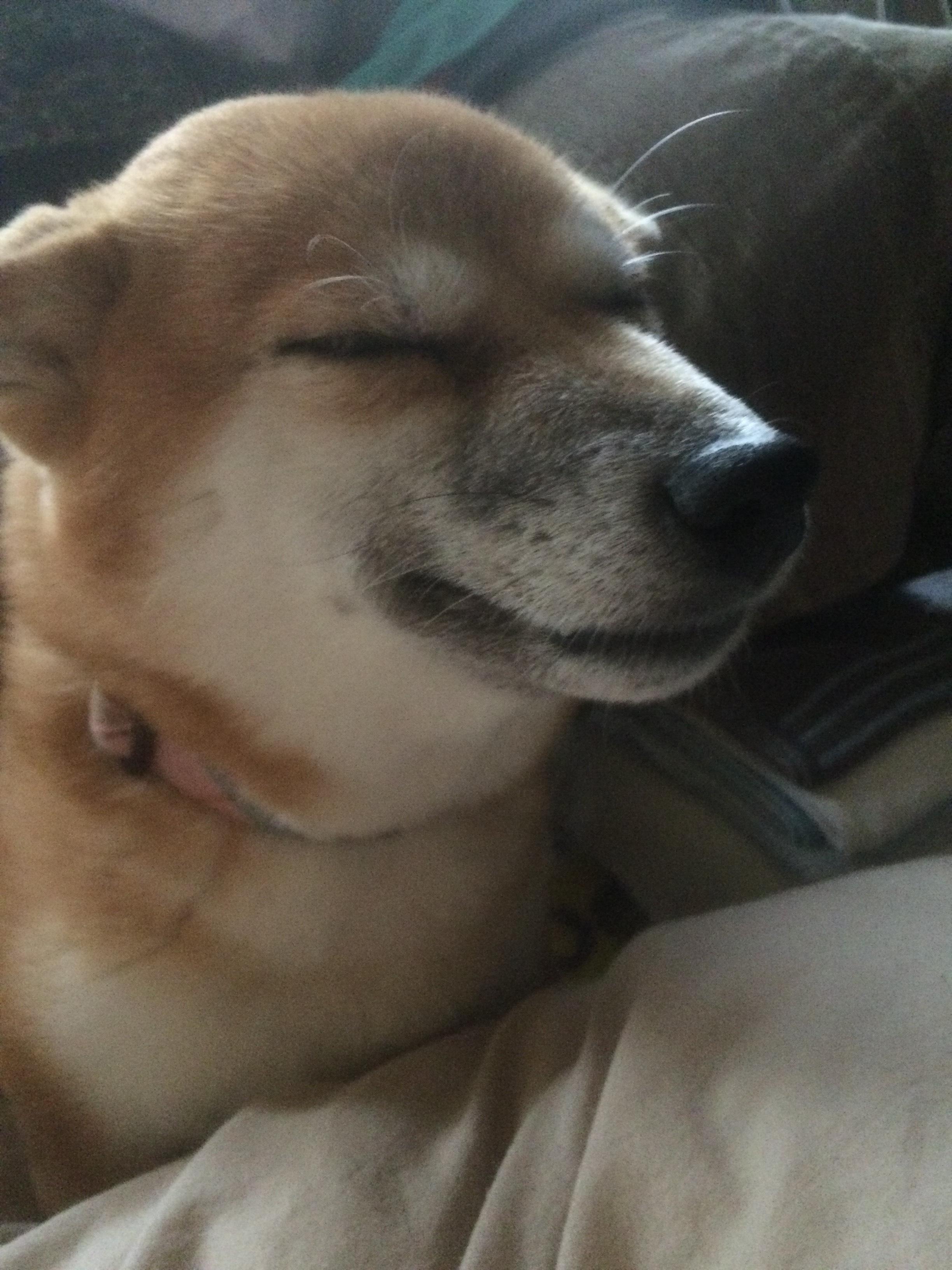 わんにゃんサイトの犬の写真