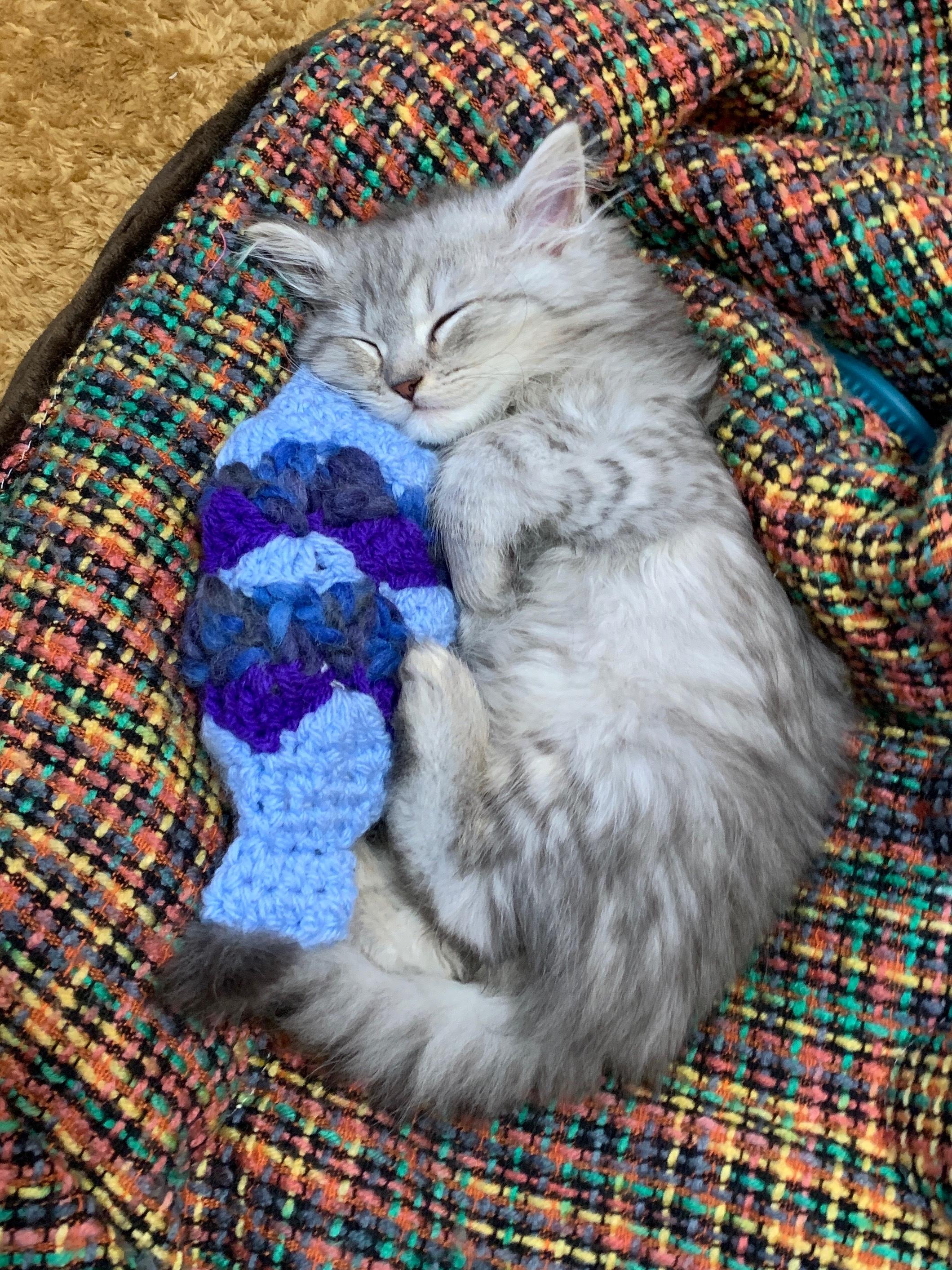 わんにゃんサイトの猫の写真