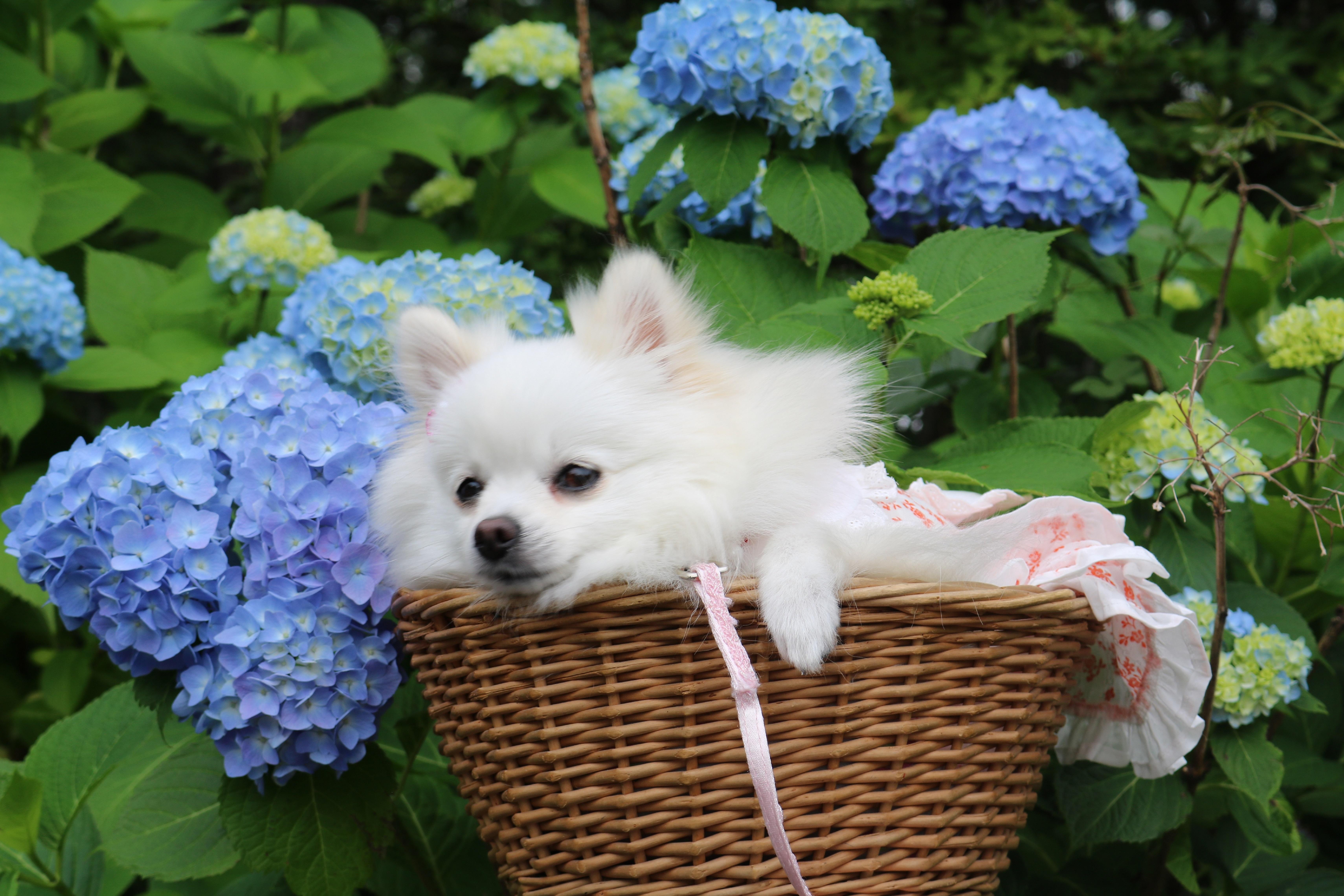 わんにゃんサイトの犬の写真