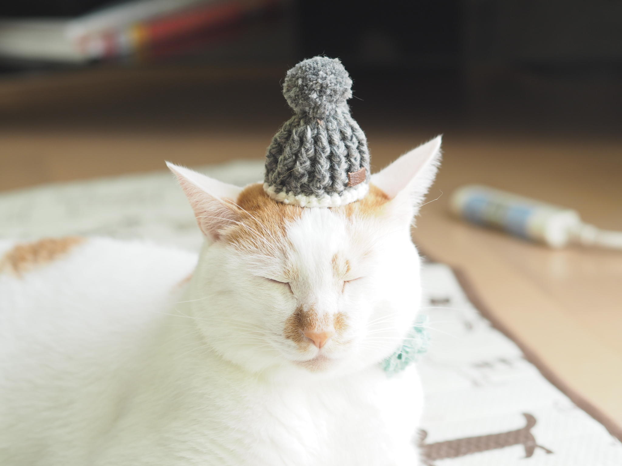 わんにゃんサイトの猫の写真