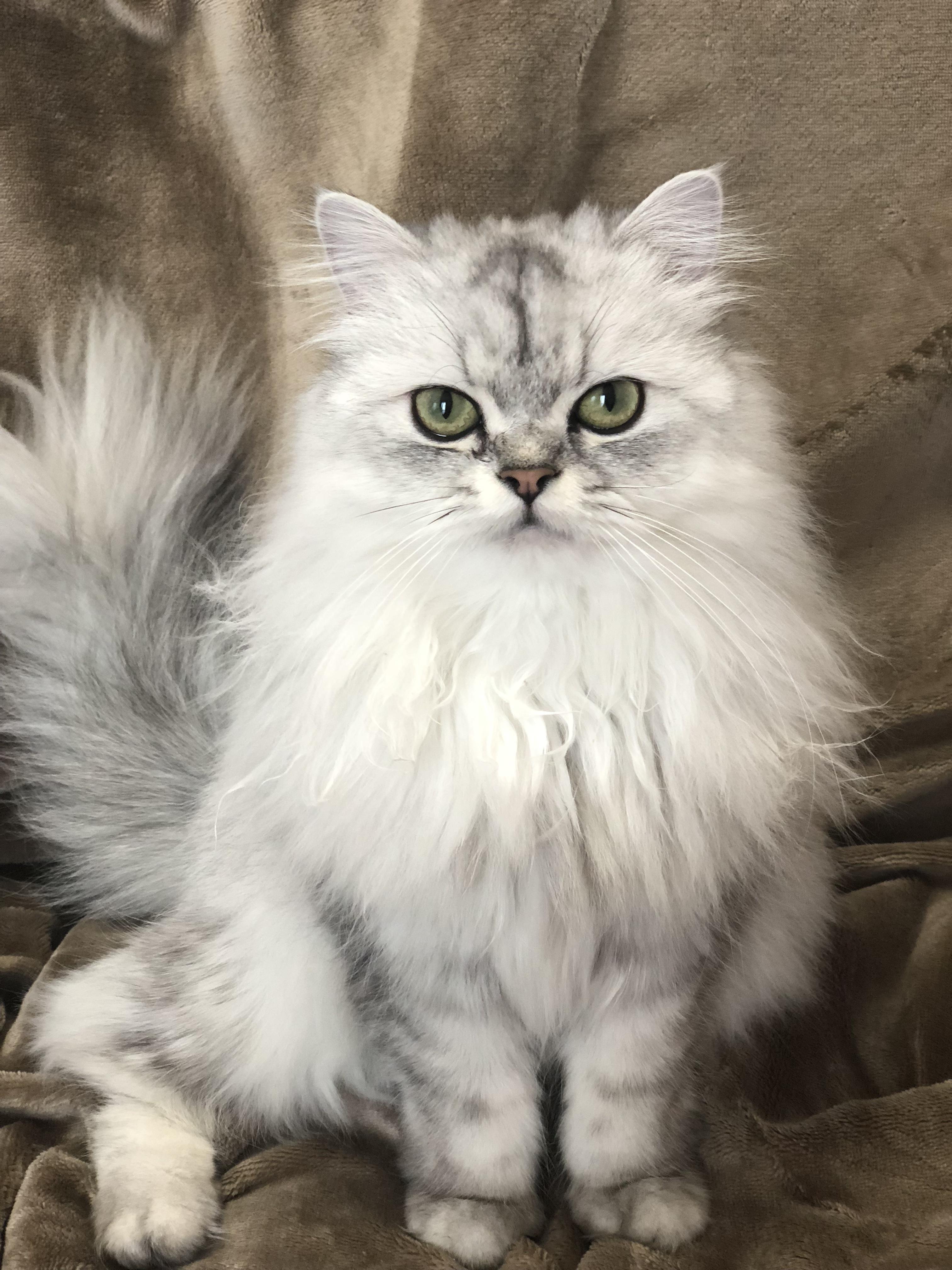 わんにゃんサイトの猫の写真