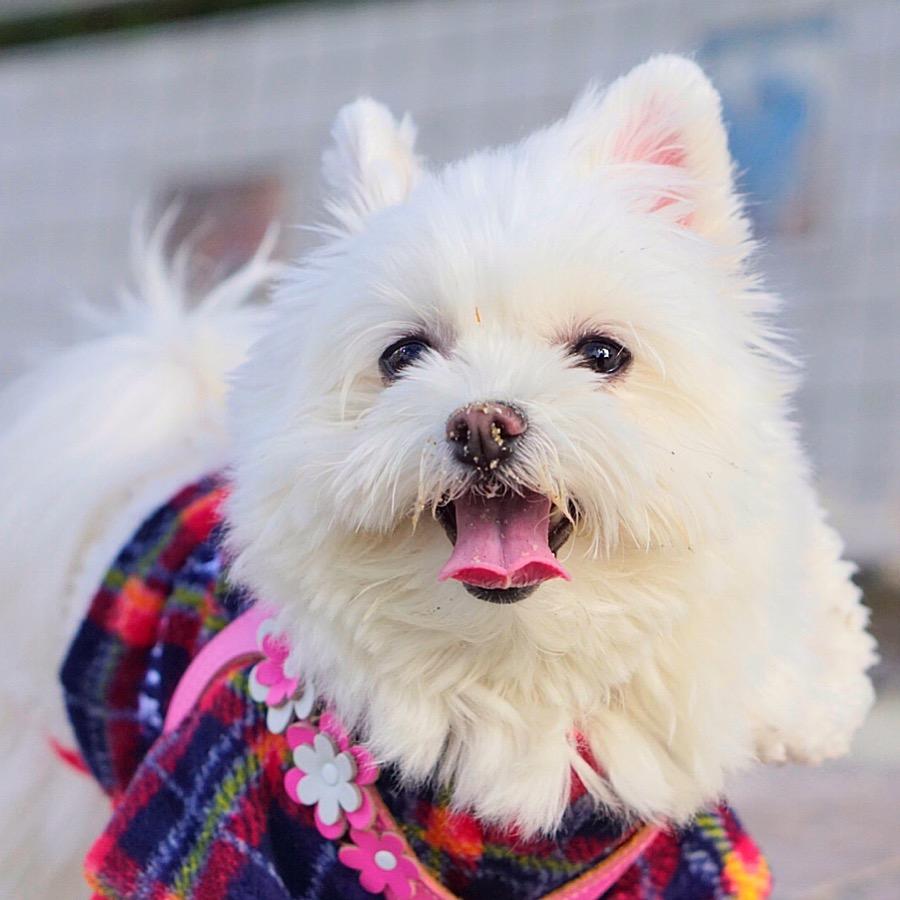 わんにゃんサイトの犬の写真