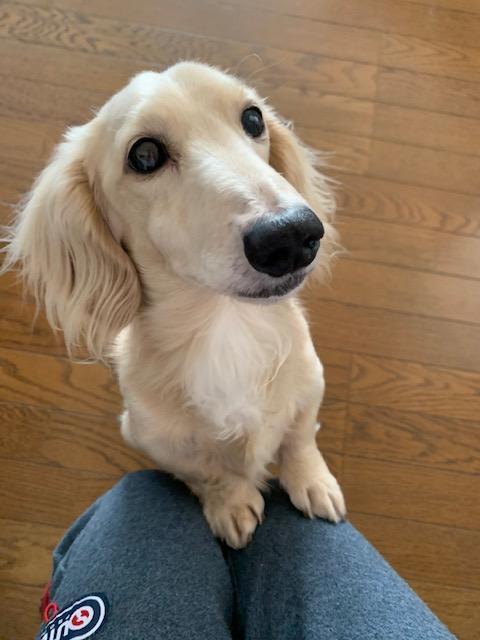 わんにゃんサイトの犬の写真