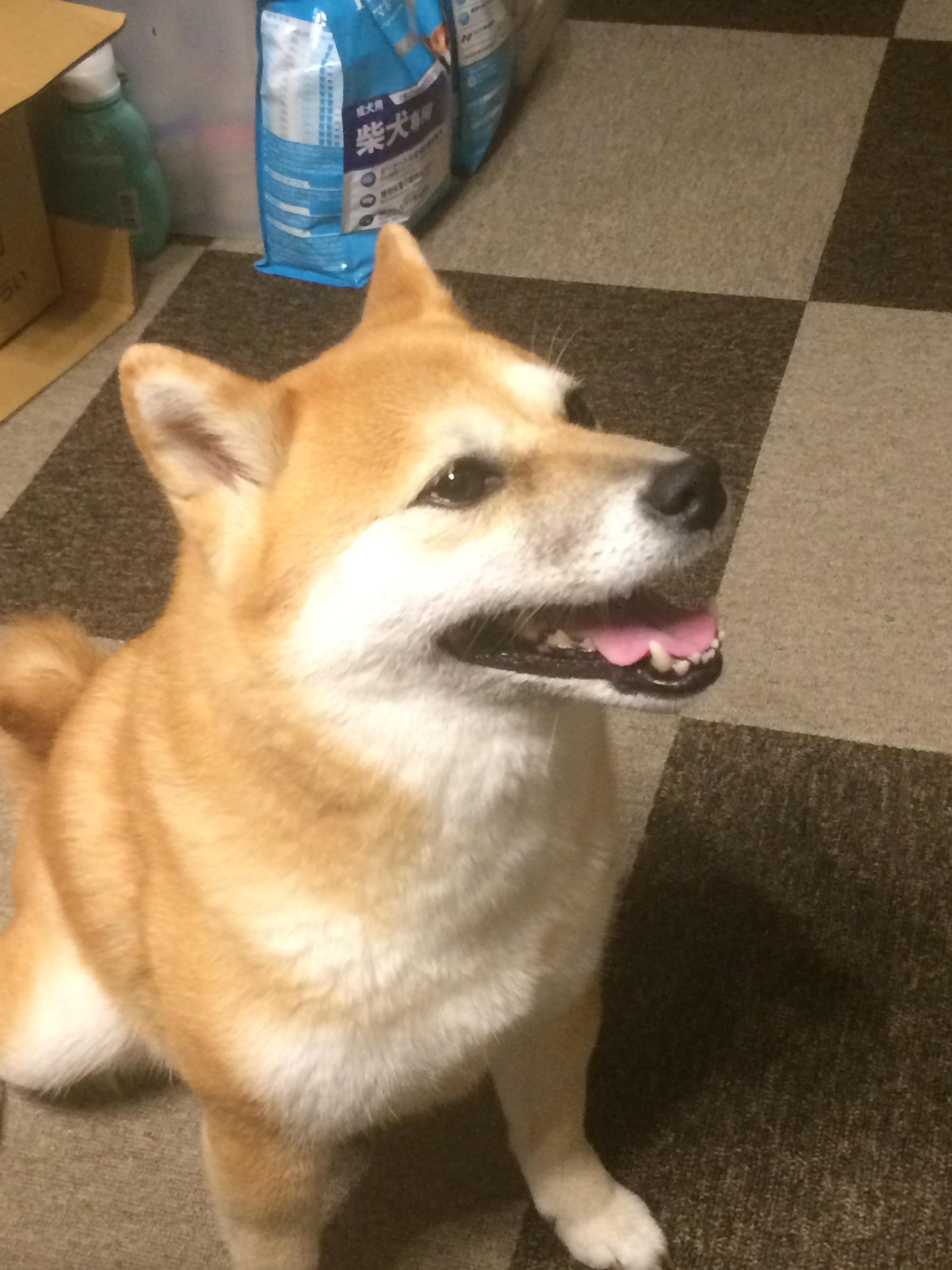 わんにゃんサイトの犬の写真