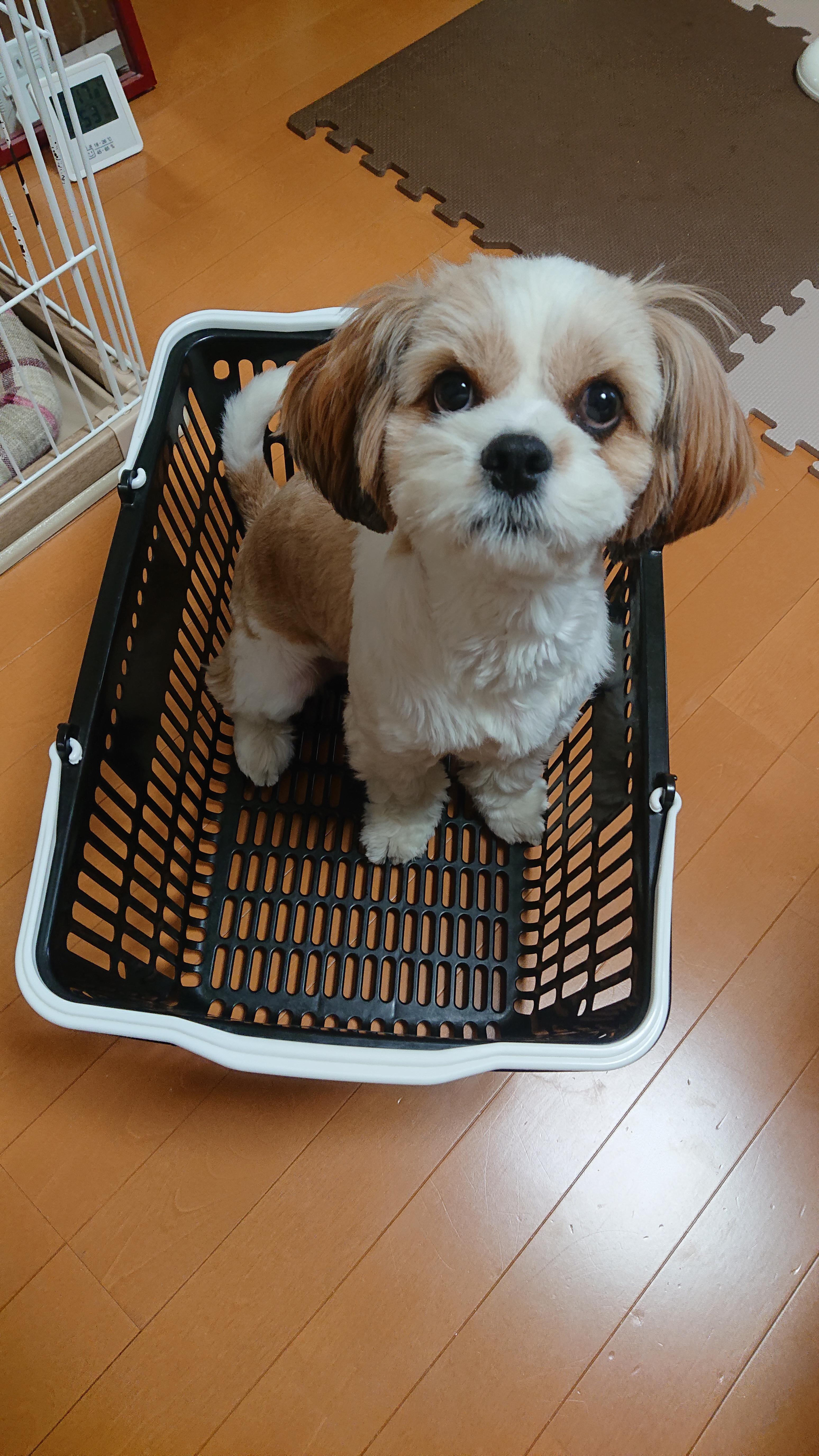 わんにゃんサイトの犬の写真