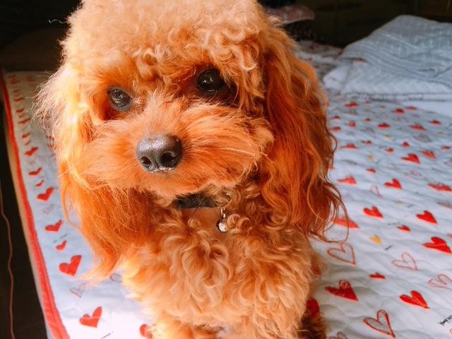 わんにゃんサイトの犬の写真