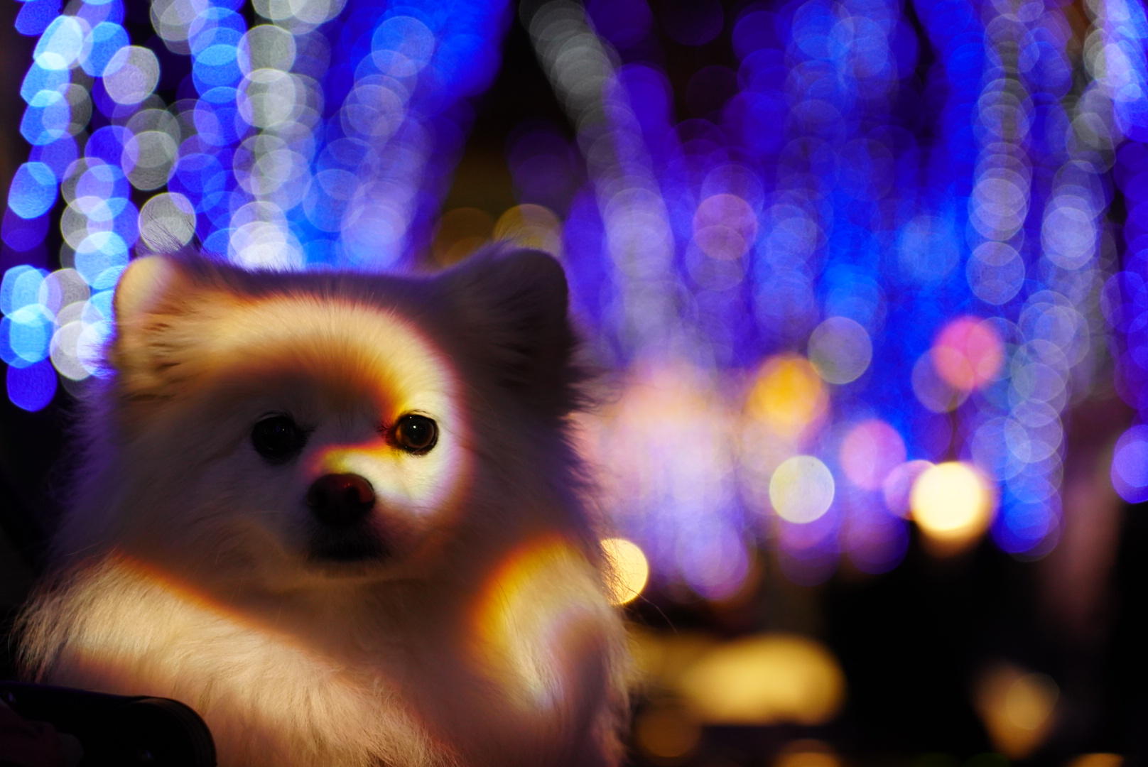 わんにゃんサイトの犬の写真