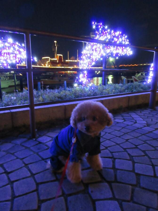 わんにゃんサイトの犬の写真