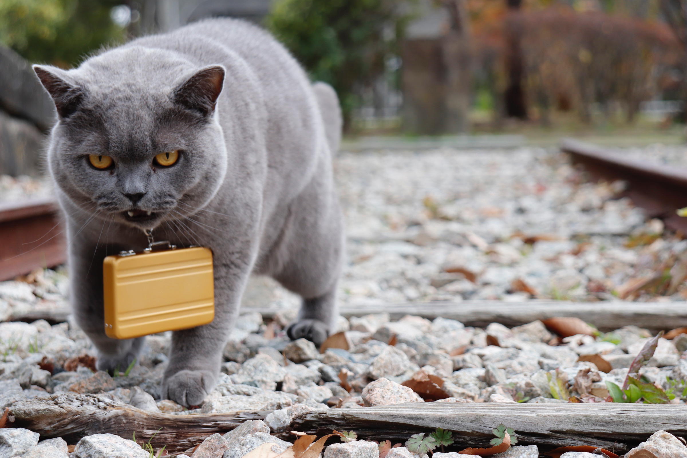 わんにゃんサイトの猫の写真