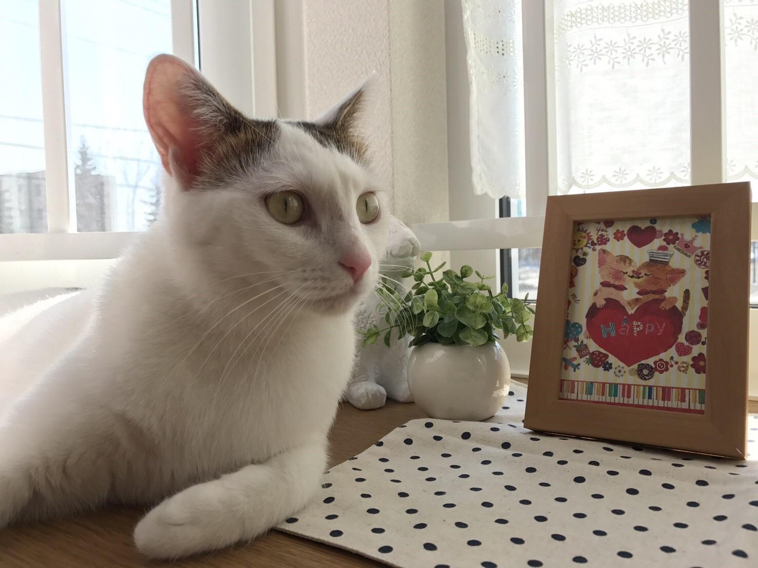 わんにゃんサイトの猫の写真