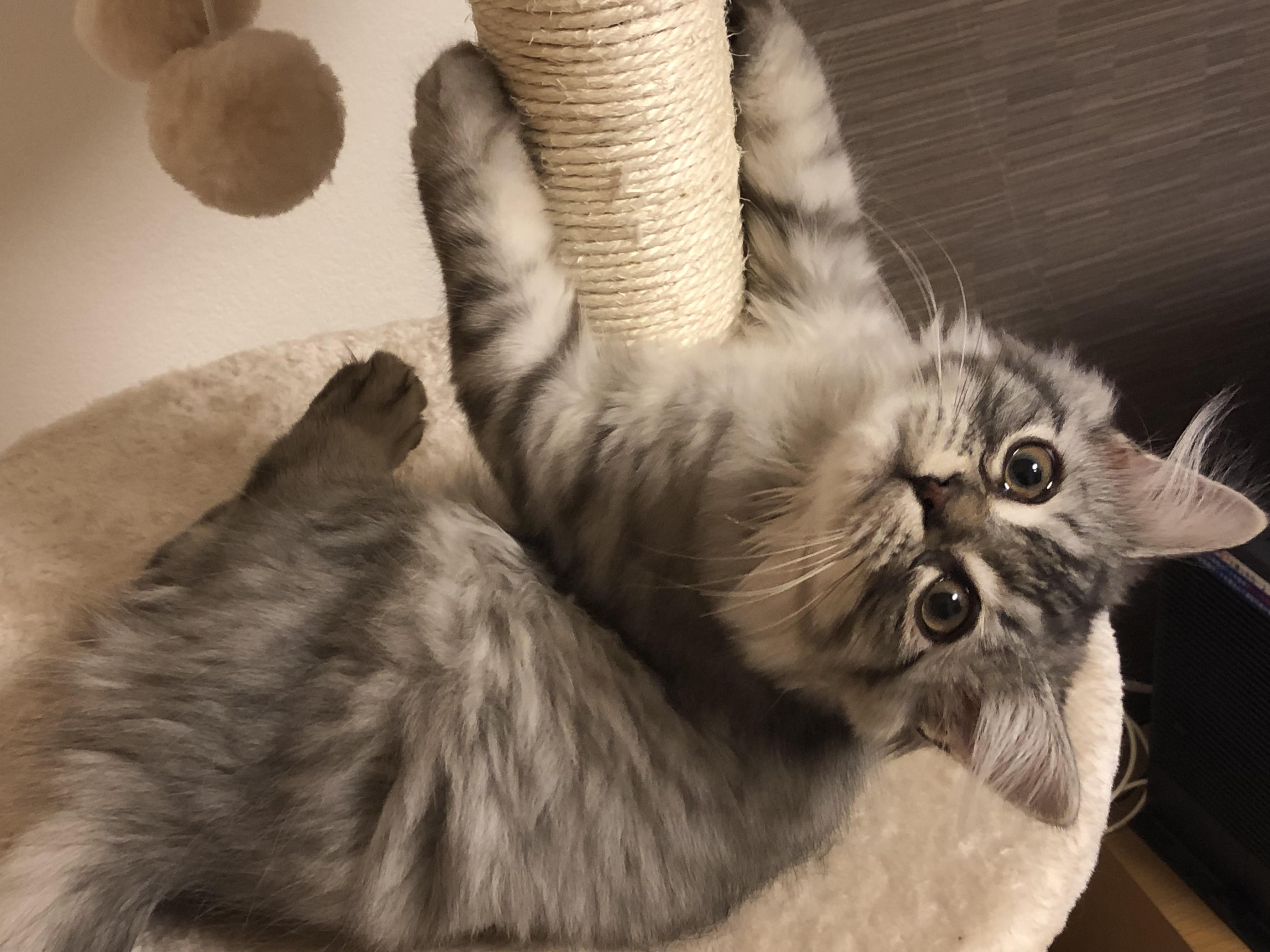 わんにゃんサイトの猫の写真