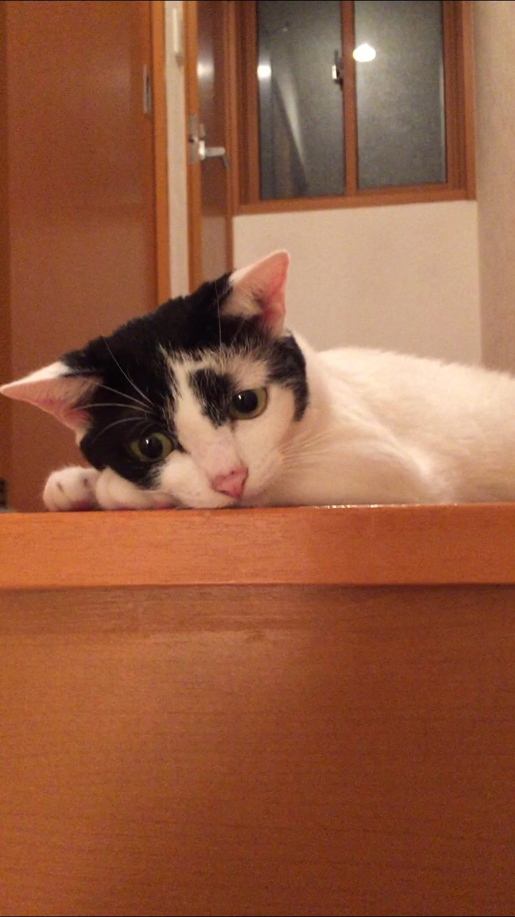 わんにゃんサイトの猫の写真