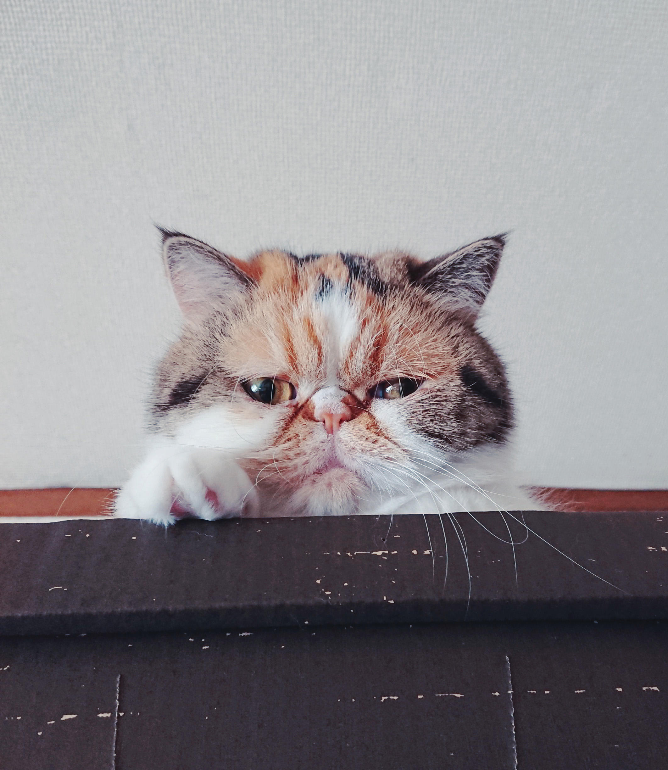 わんにゃんサイトの猫の写真