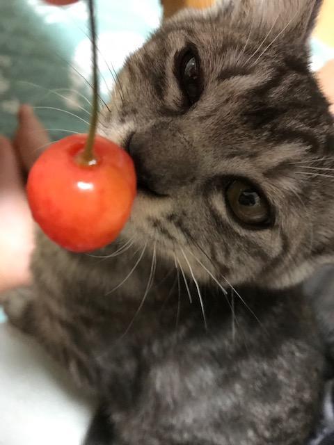 わんにゃんサイトの猫の写真