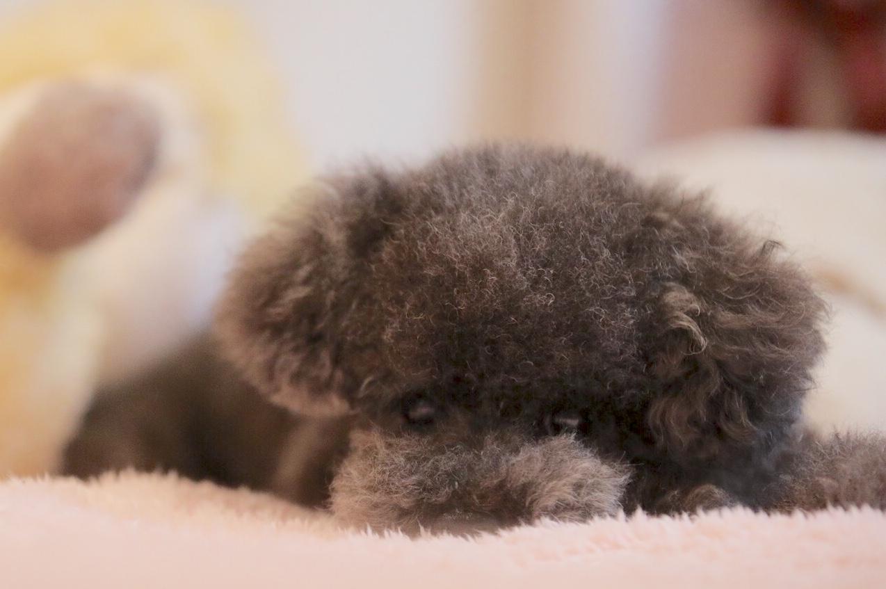 わんにゃんサイトの犬の写真