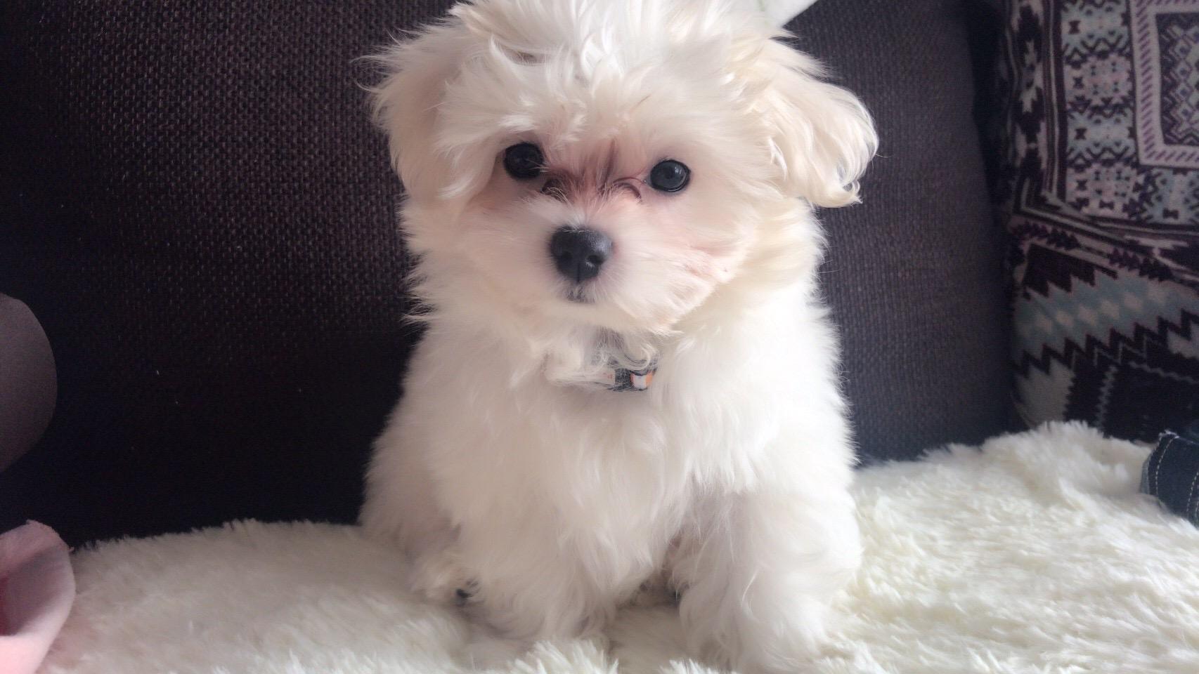 わんにゃんサイトの犬の写真