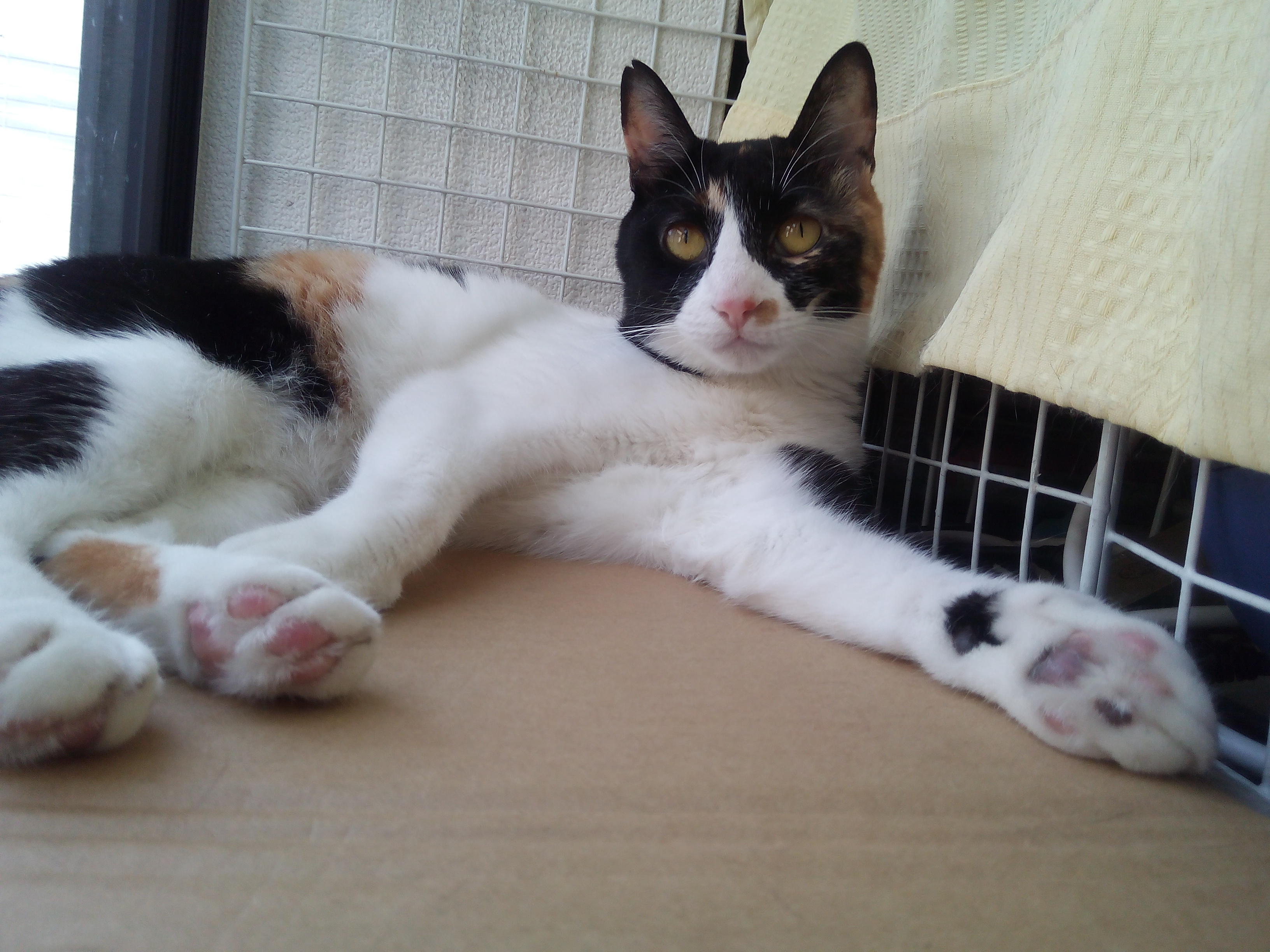 わんにゃんサイトの猫の写真