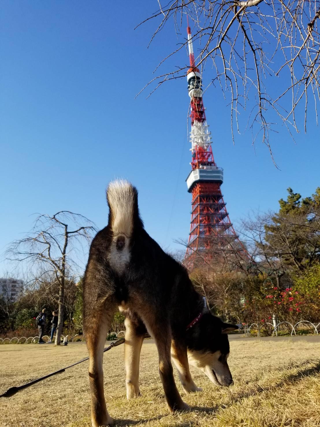 わんにゃんサイトの犬の写真