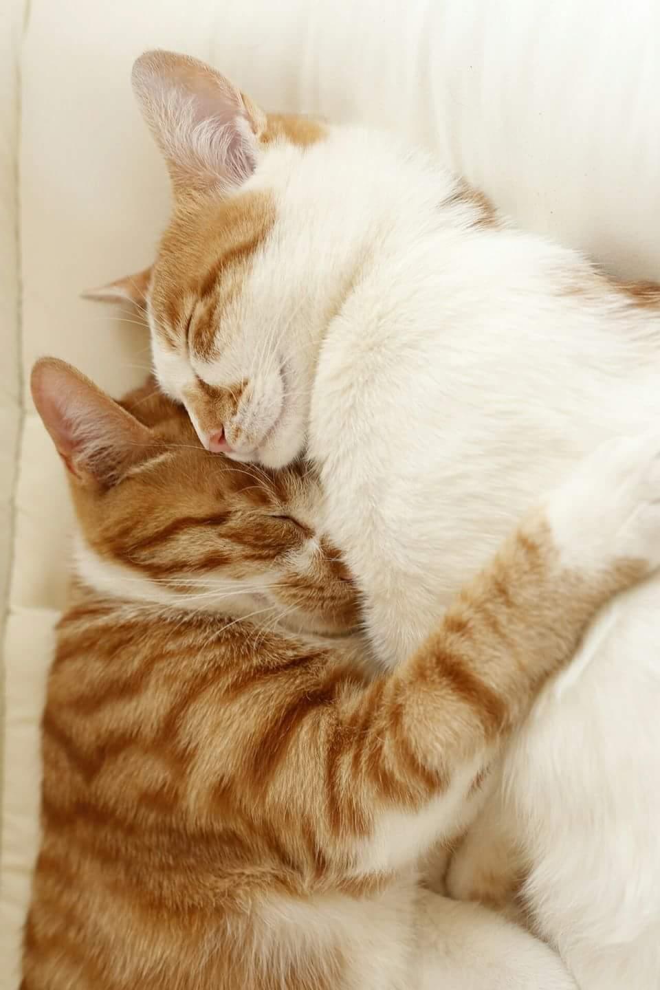 わんにゃんサイトの猫の写真