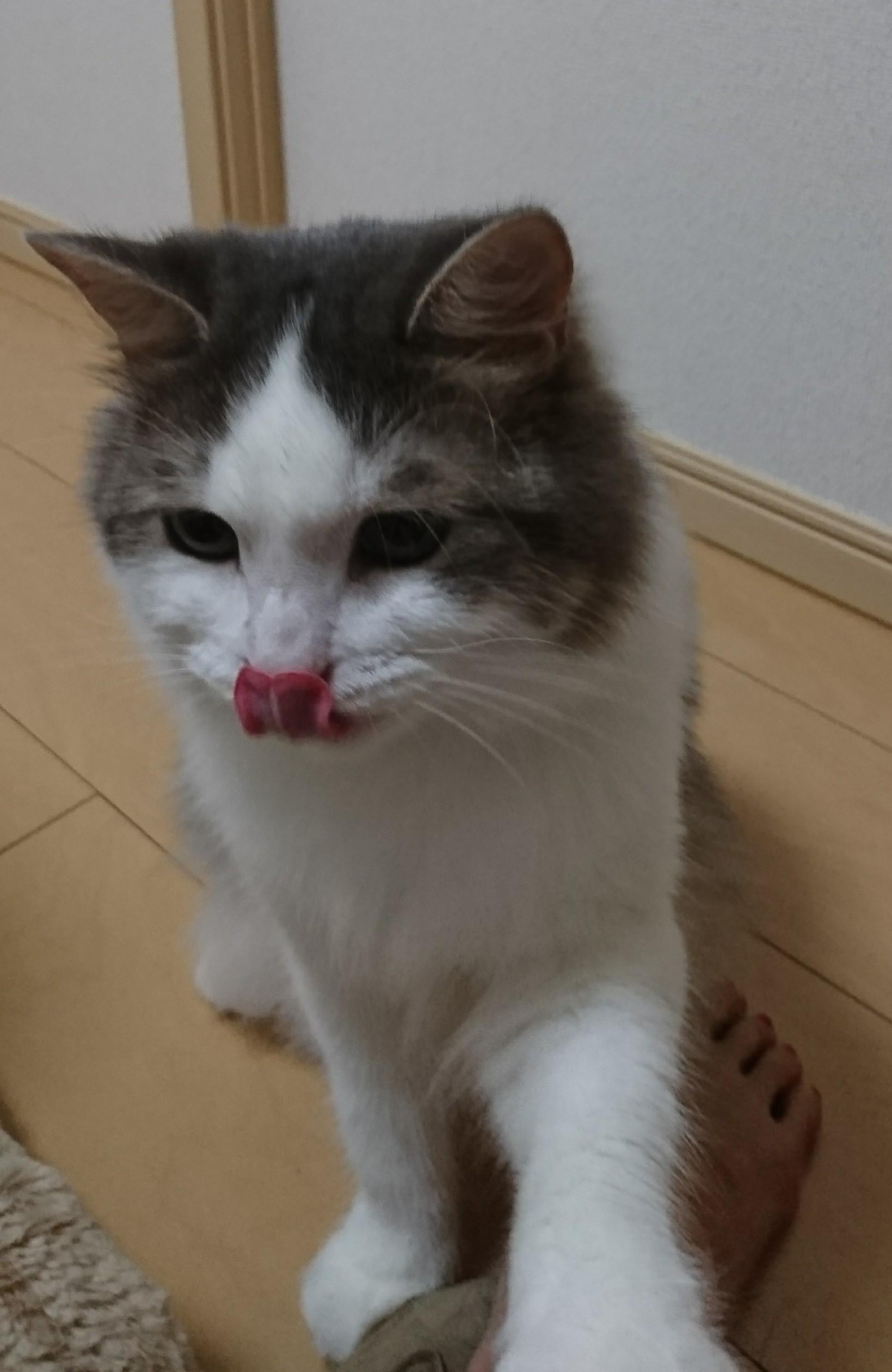 わんにゃんサイトの猫の写真