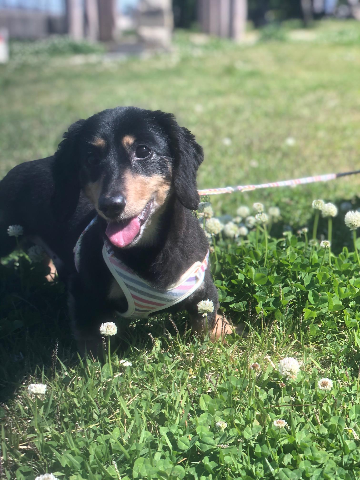 わんにゃんサイトの犬の写真