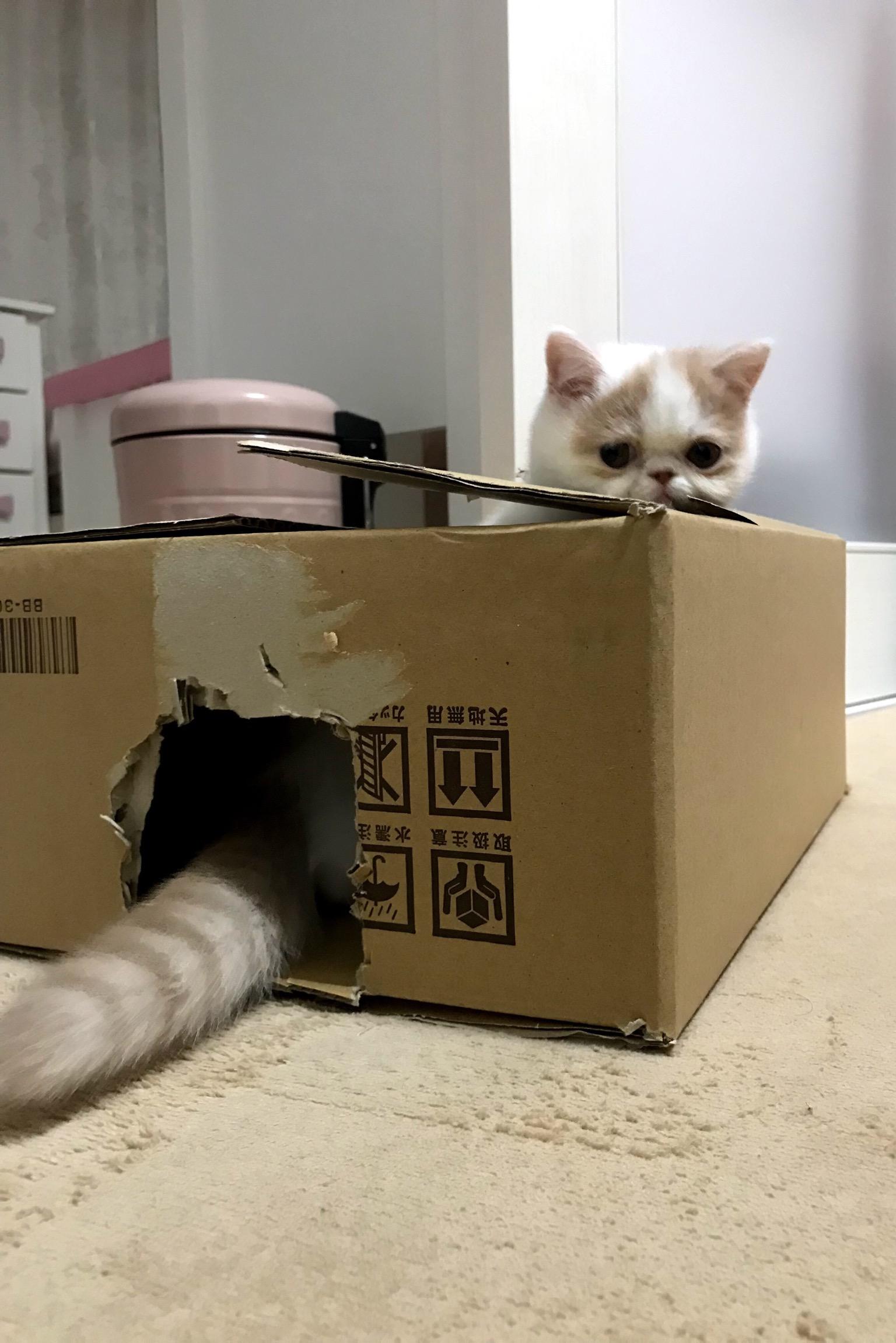 わんにゃんサイトの猫の写真