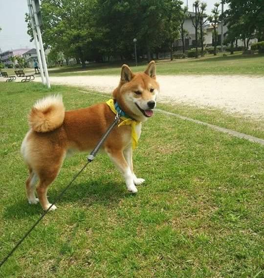 わんにゃんサイトの犬の写真