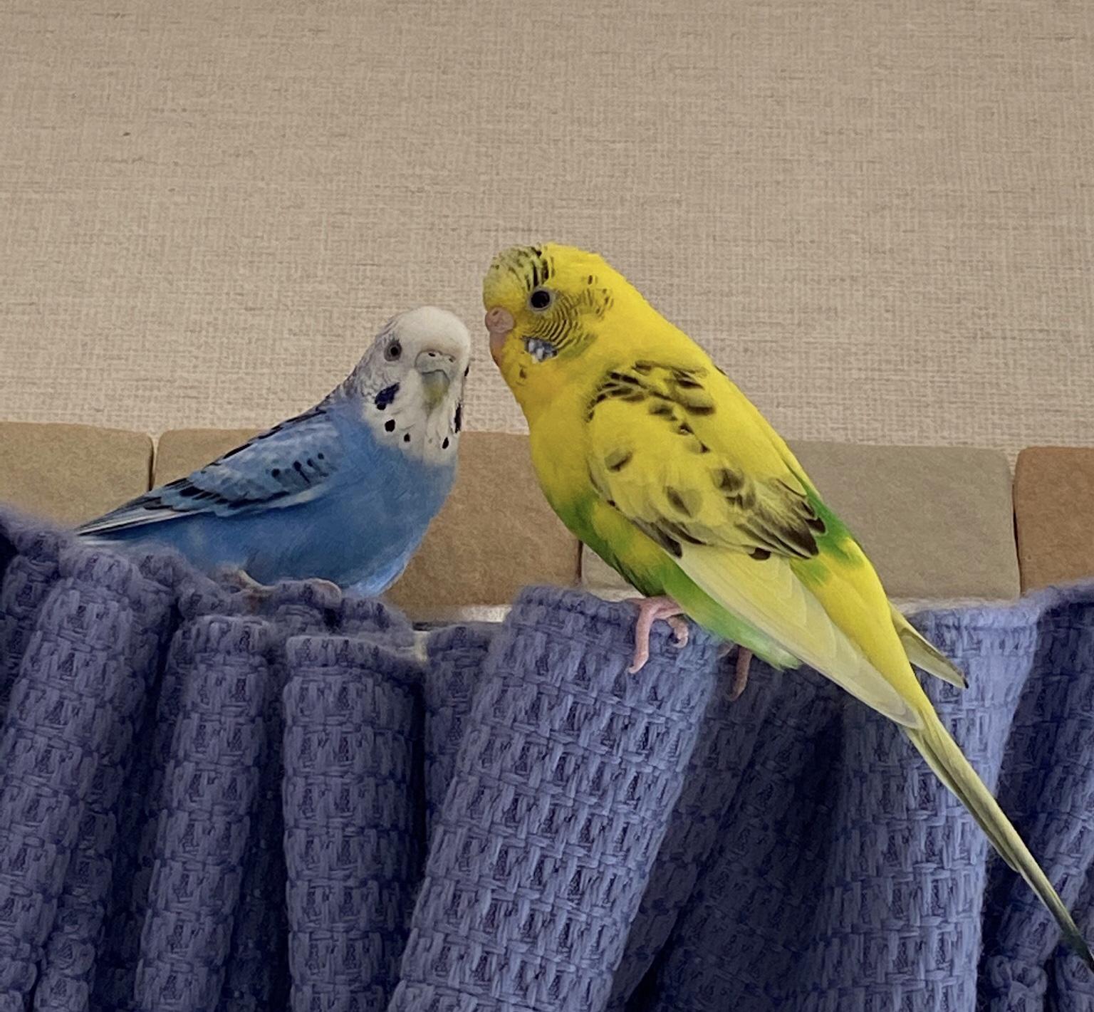 わんにゃんサイトのその他の写真