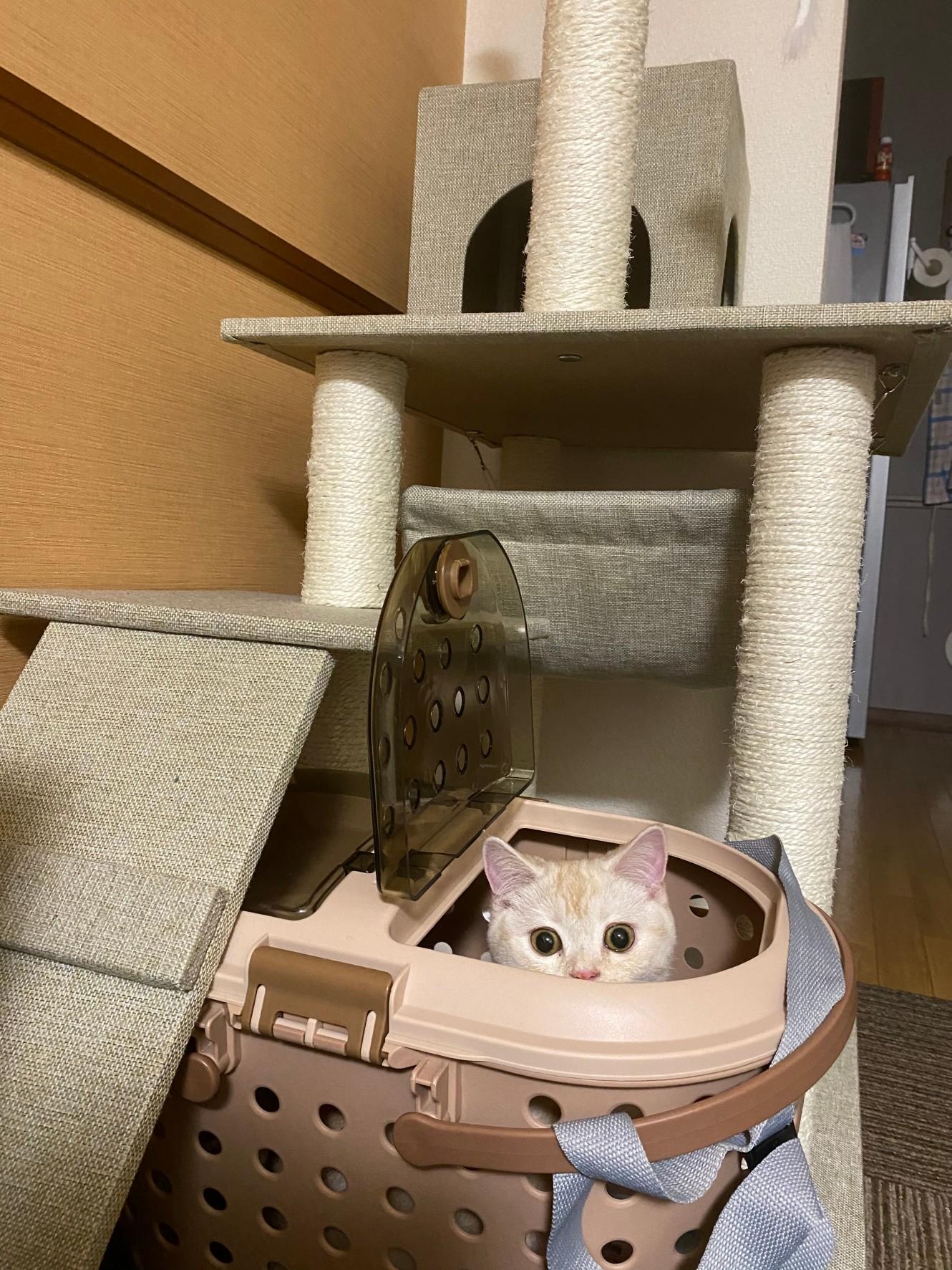 わんにゃんサイトの猫の写真