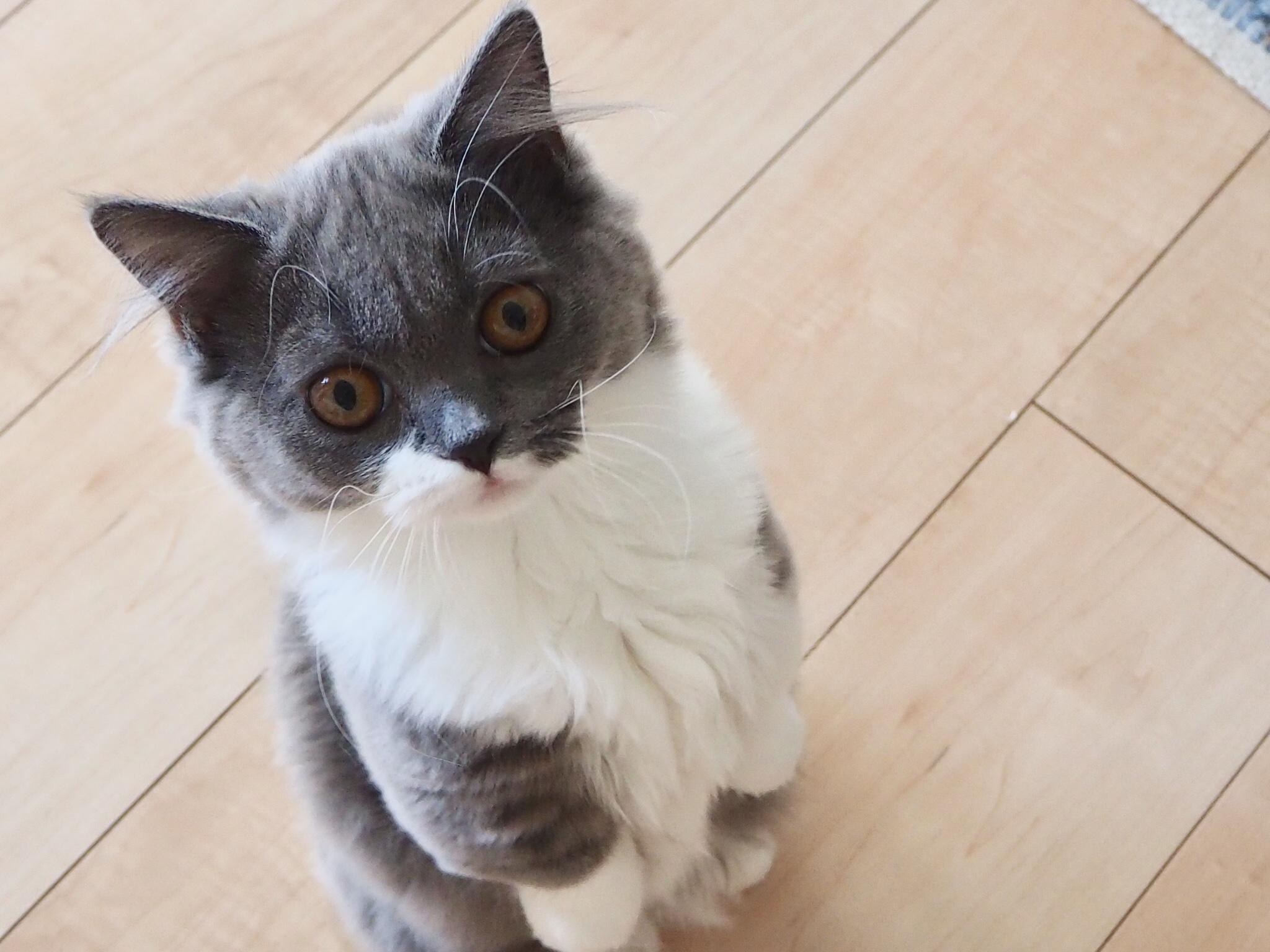 わんにゃんサイトの猫の写真