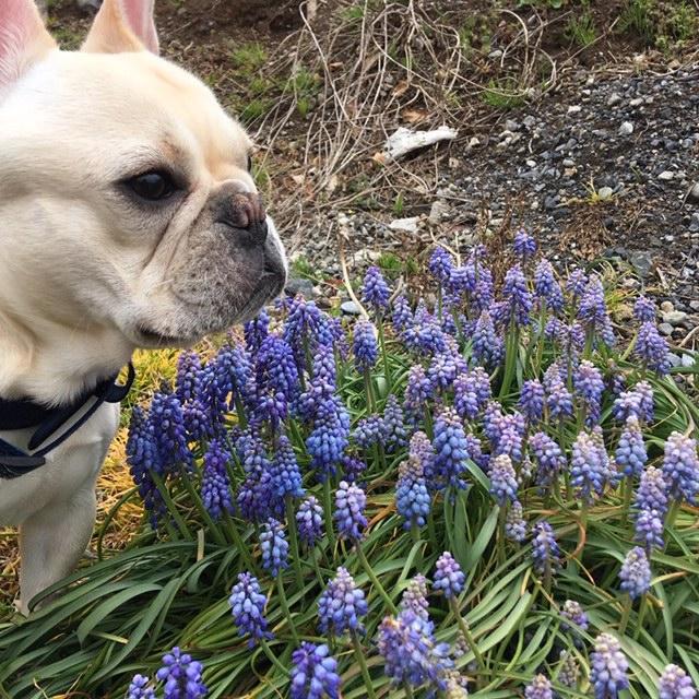 わんにゃんサイトの犬の写真