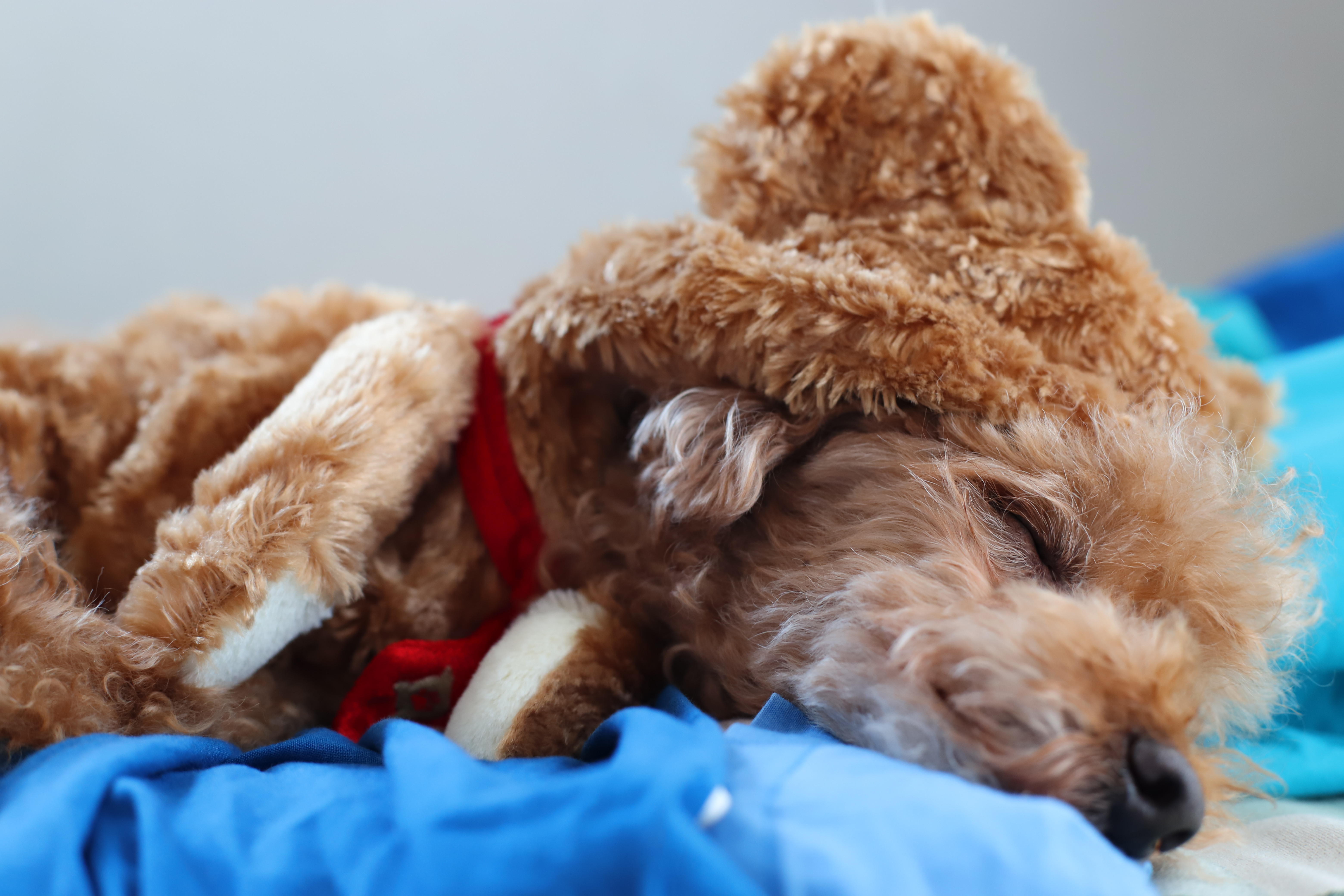 わんにゃんサイトの犬の写真