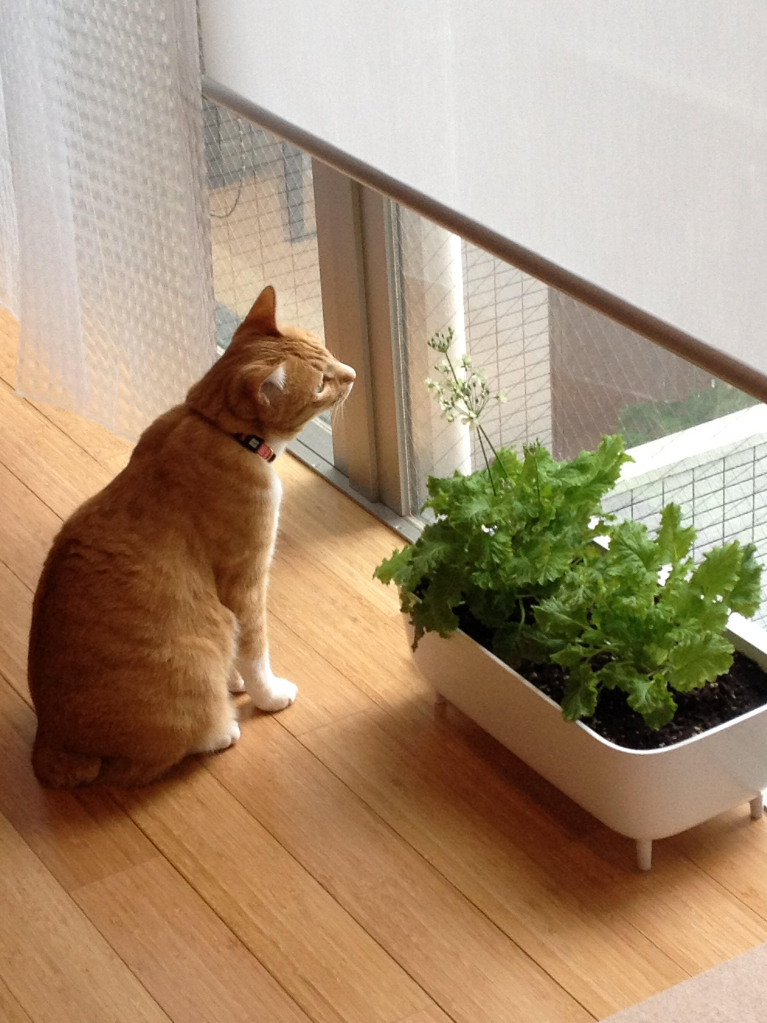 わんにゃんサイトの猫の写真