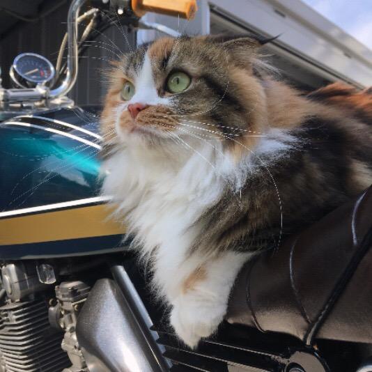 わんにゃんサイトの猫の写真