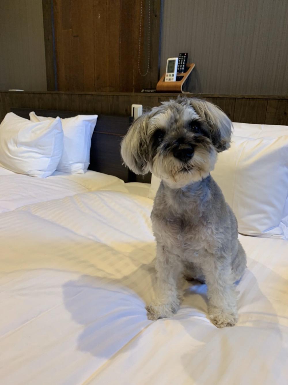 わんにゃんサイトの犬の写真