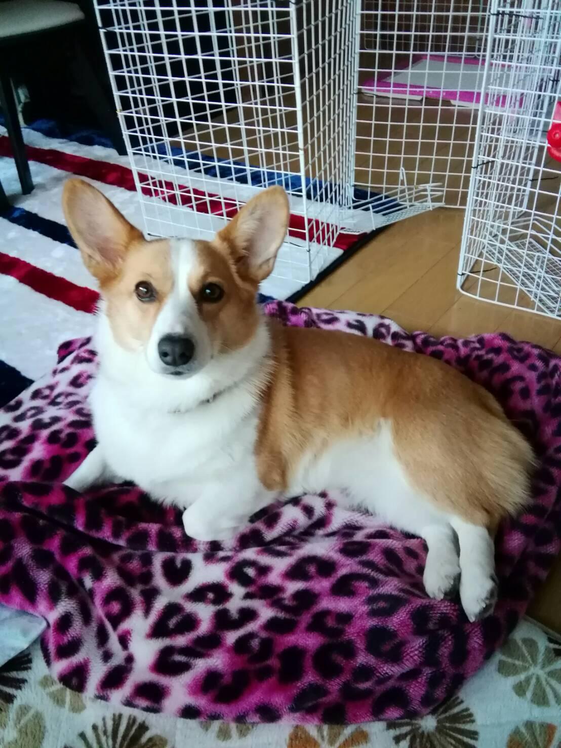 わんにゃんサイトの犬の写真