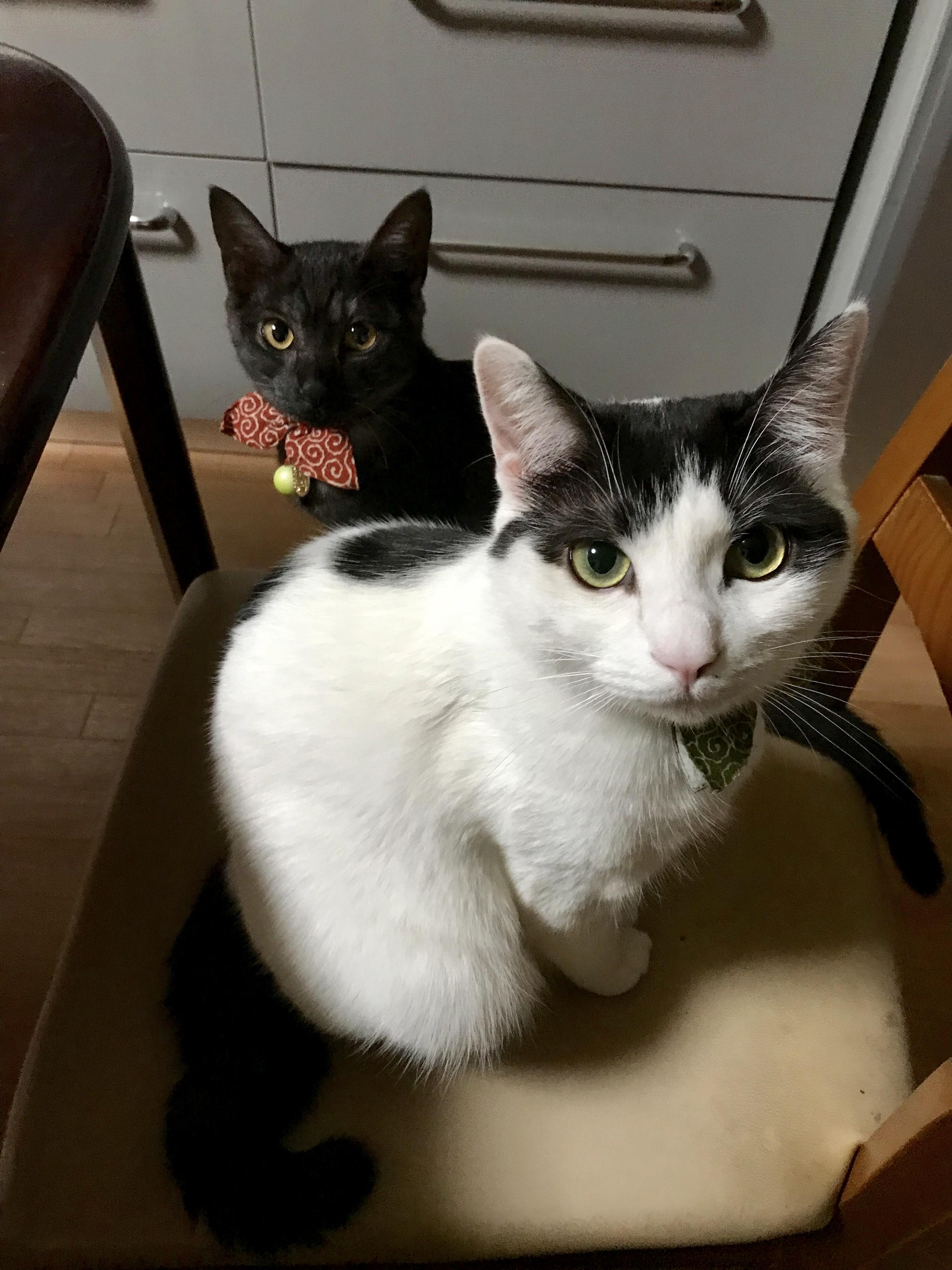 わんにゃんサイトの猫の写真