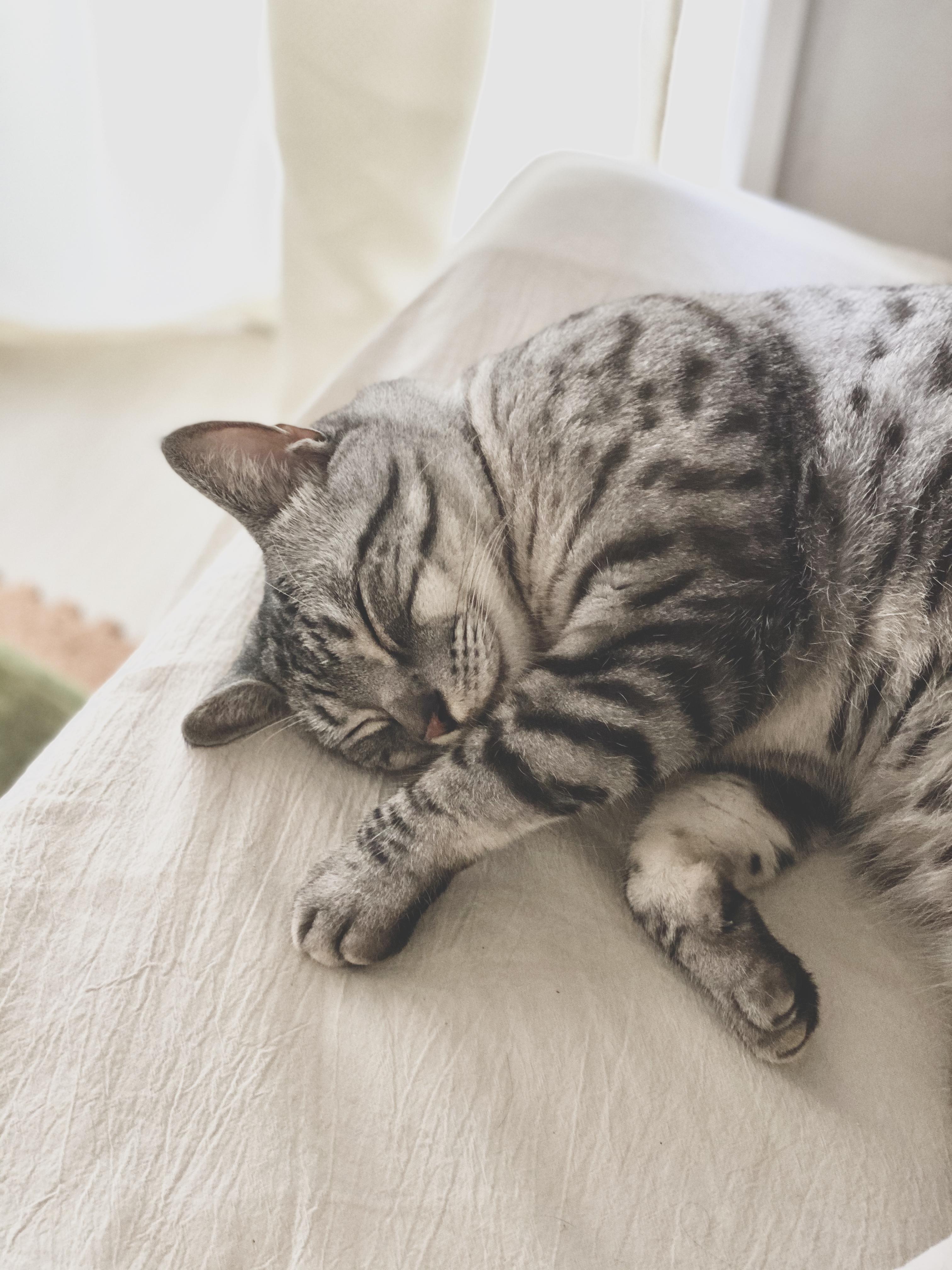 わんにゃんサイトの猫の写真