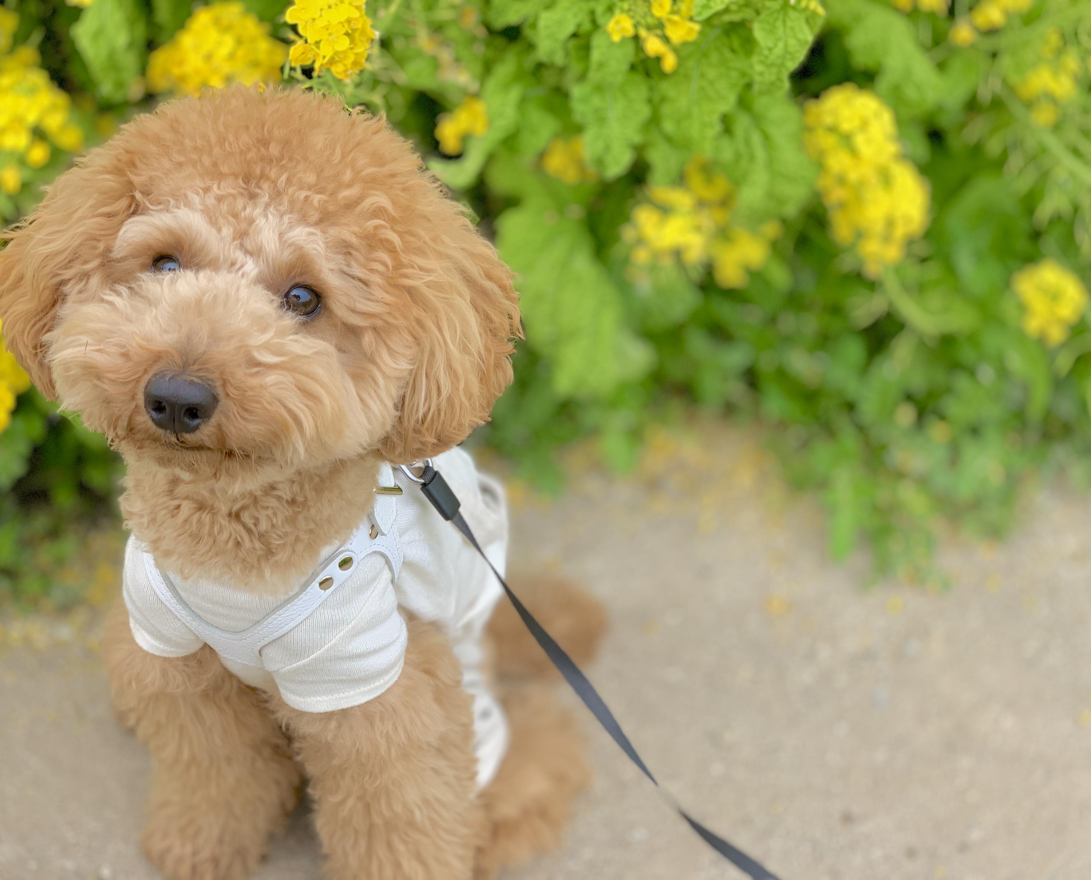わんにゃんサイトの犬の写真
