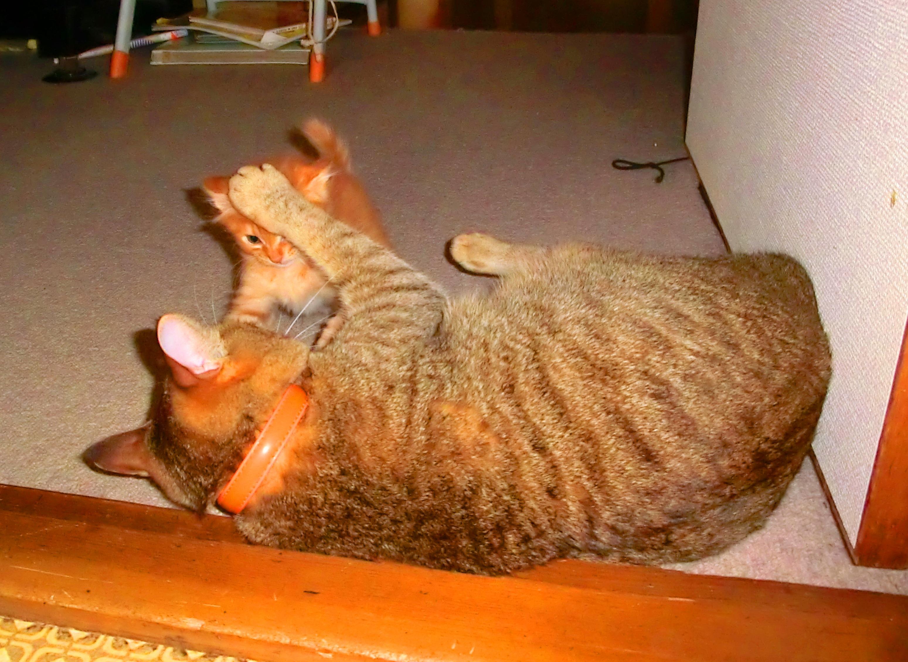 わんにゃんサイトの猫の写真