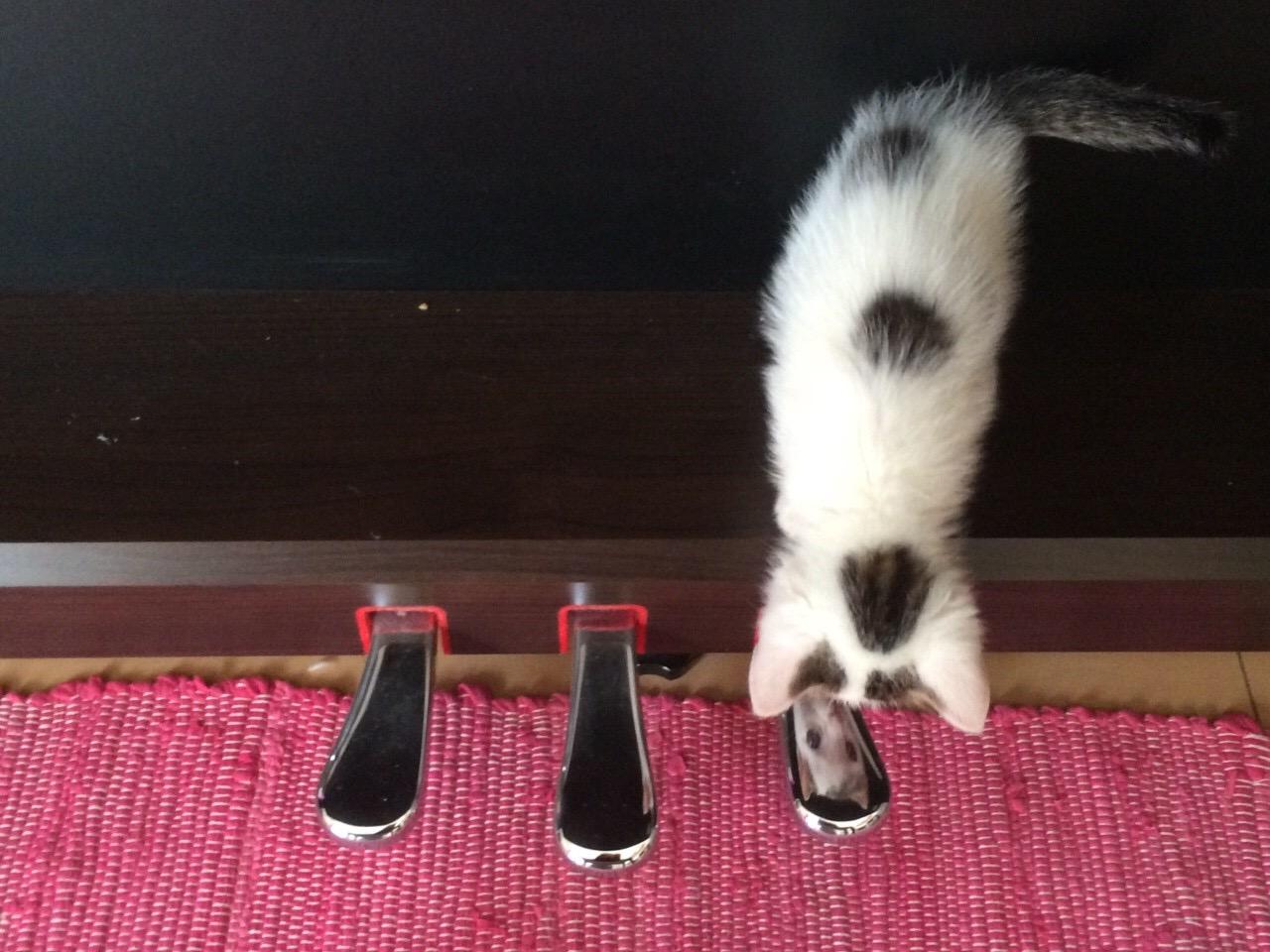 わんにゃんサイトの猫の写真