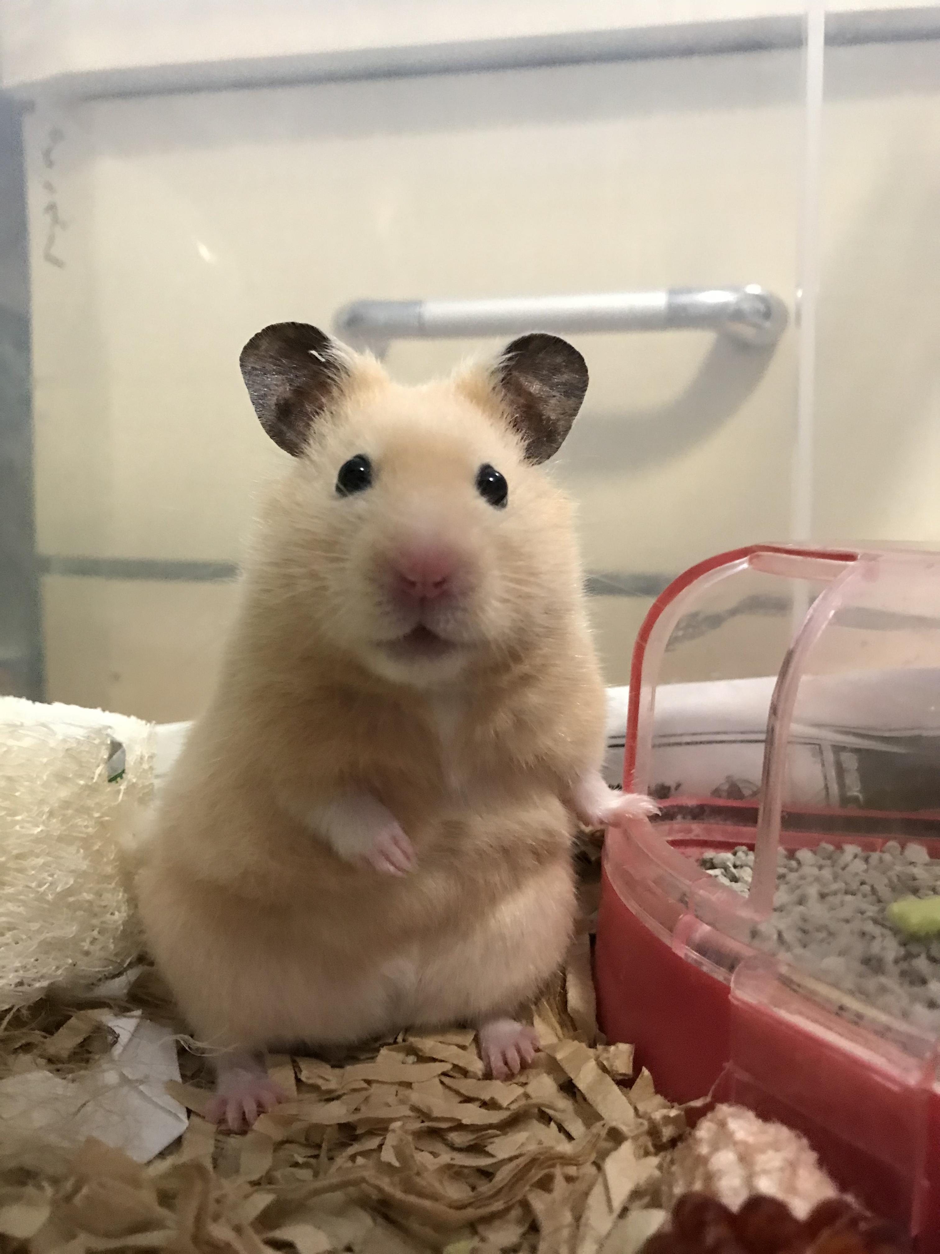 わんにゃんサイトのその他の写真