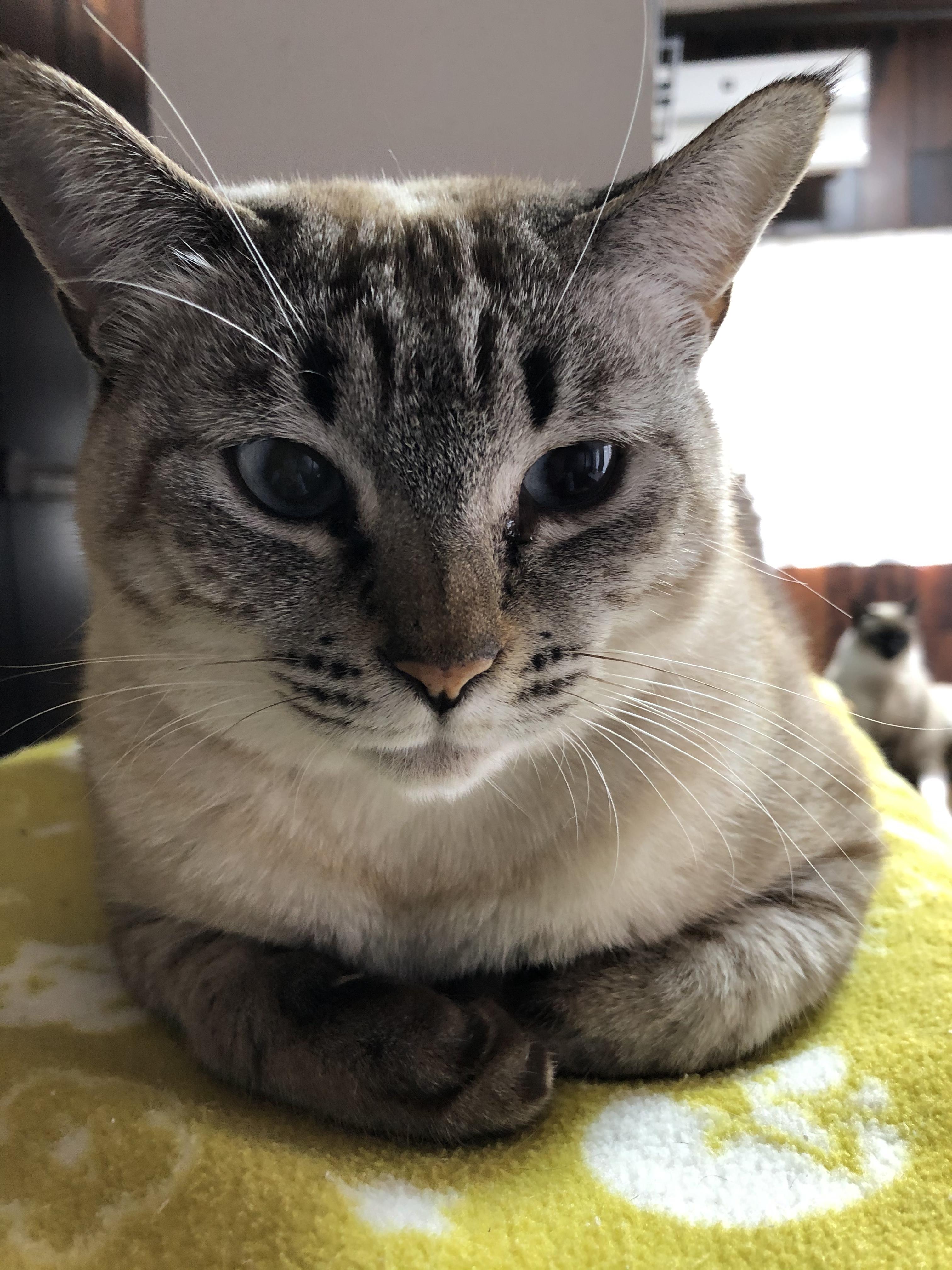 わんにゃんサイトの猫の写真